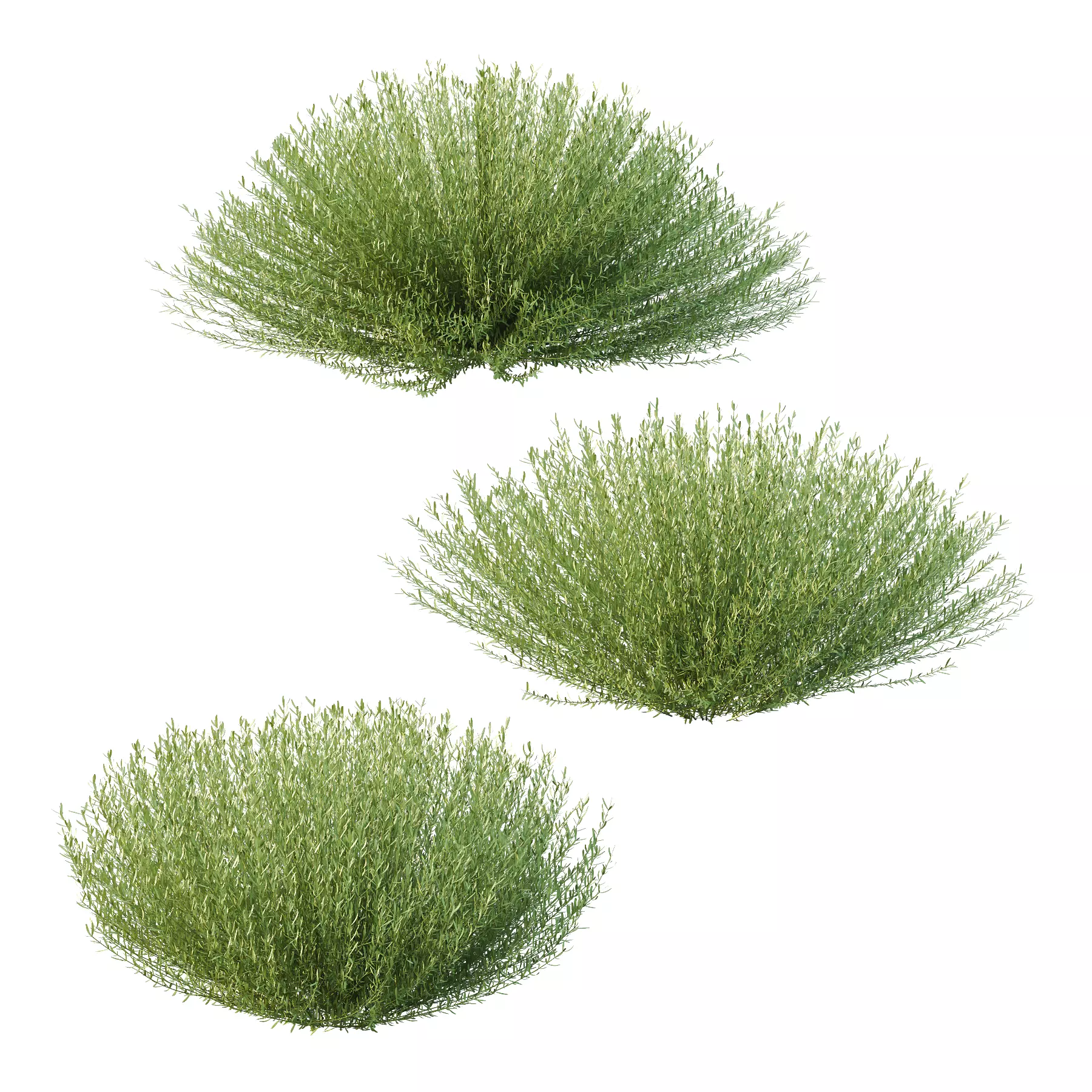 plant bush Lavandula pedunculata 03 3D model_0