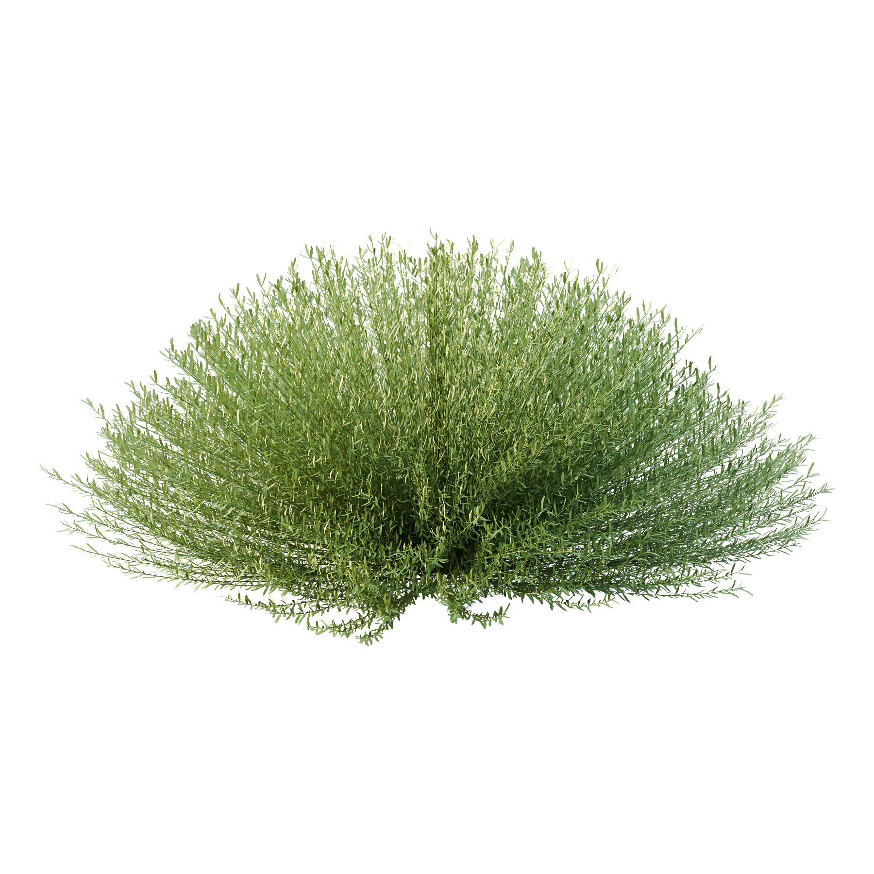 plant bush Lavandula pedunculata 03 3D model_1
