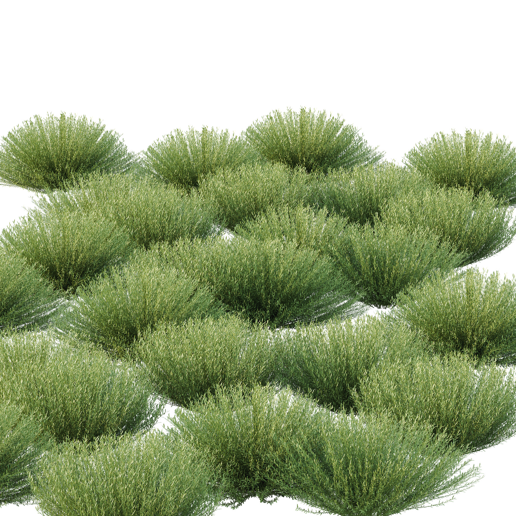 plant bush Lavandula pedunculata 03 3D model_4