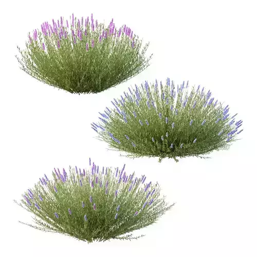 plant bush Flower Lavandula pedunculata 01