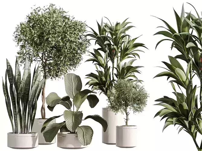 AV Indoor Plants Set 274 Olive Calathea Lutea Lemon