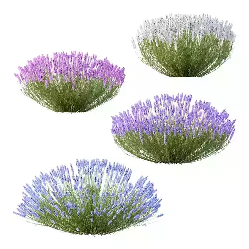 plant bush Flower Lavandula pedunculata 03 3D model