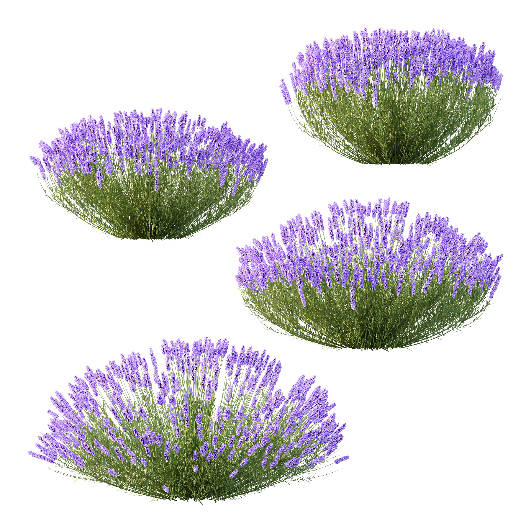 plant bush Flower Lavandula pedunculata 03 3D model_5