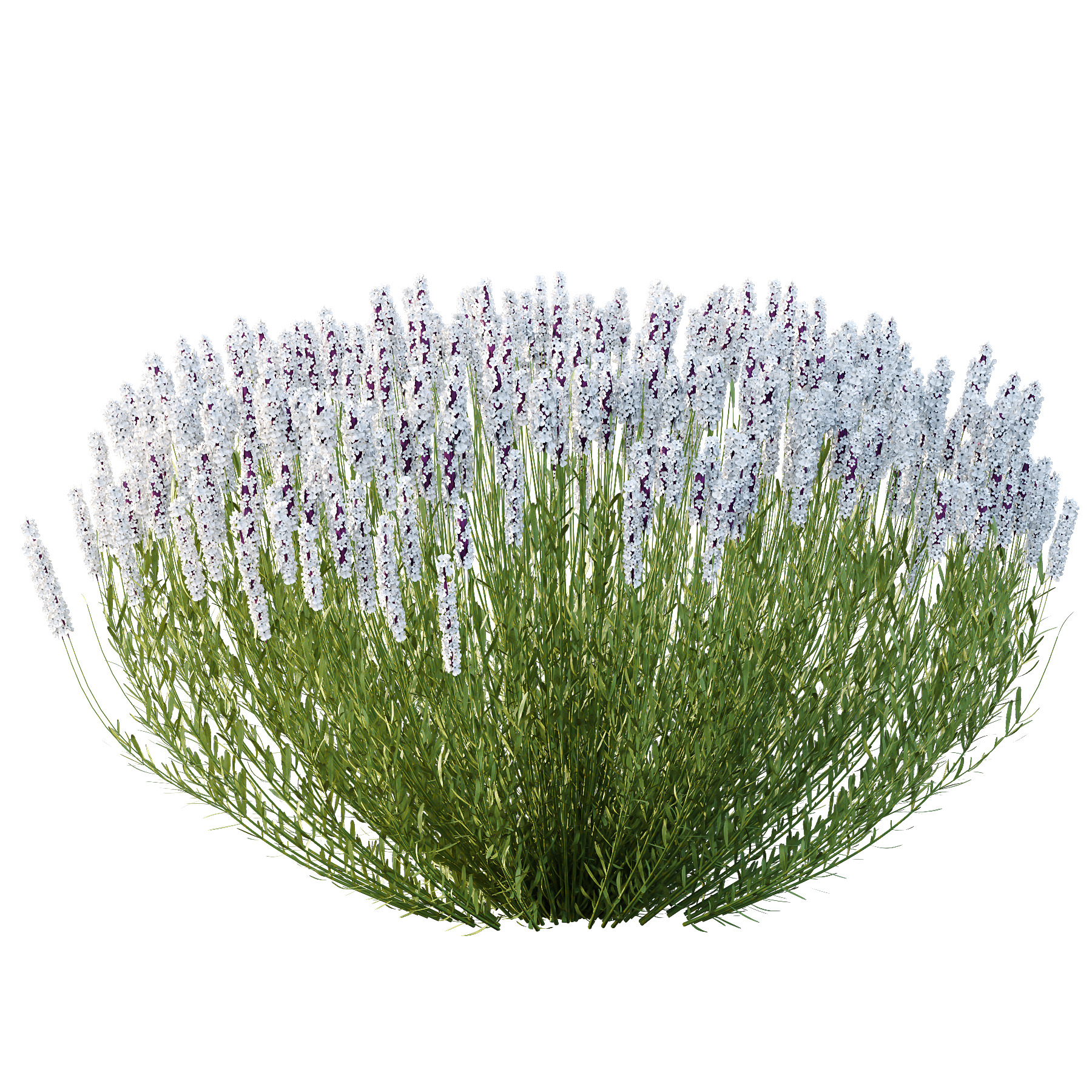 plant bush Flower Lavandula pedunculata 03 3D model_4