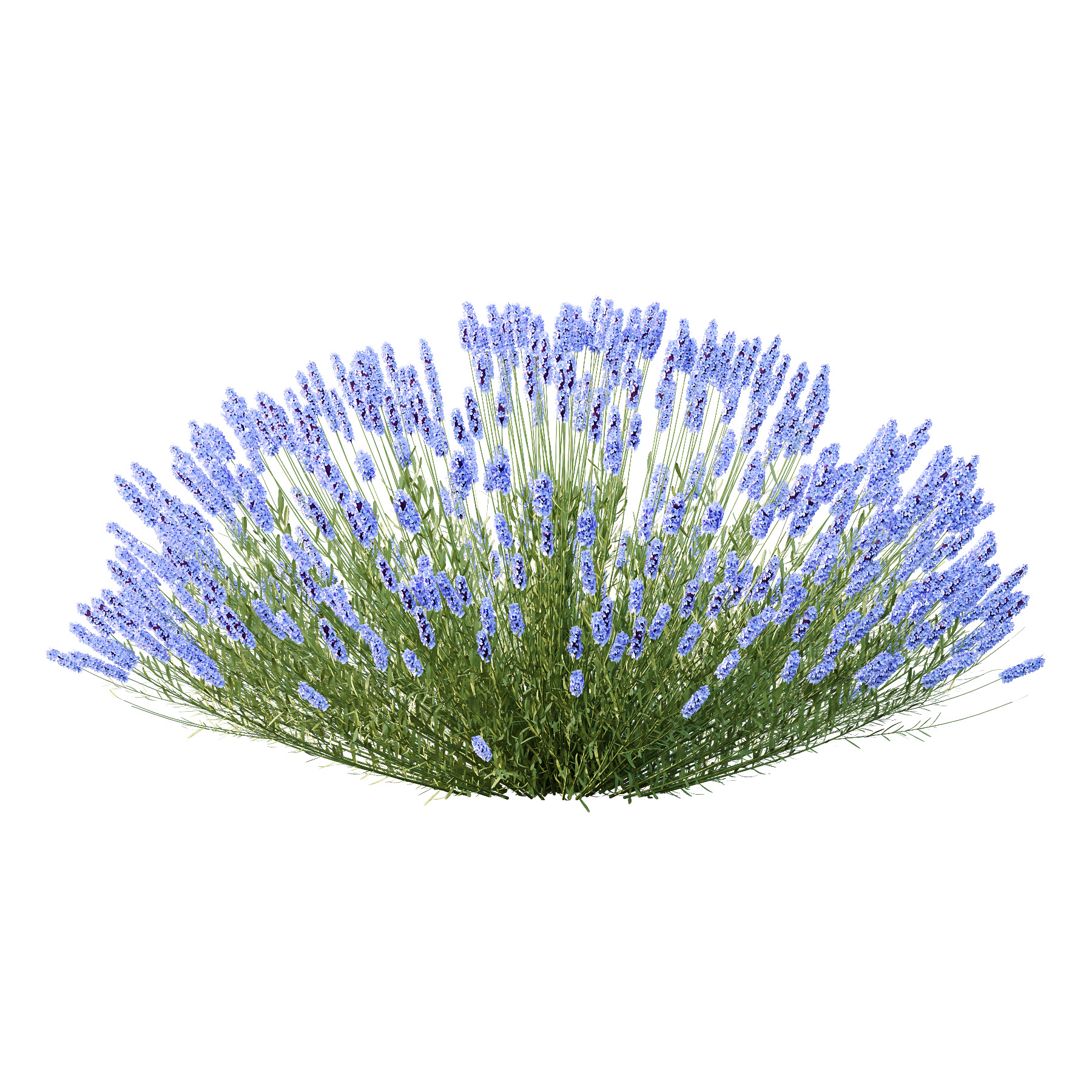 plant bush Flower Lavandula pedunculata 03 3D model_3