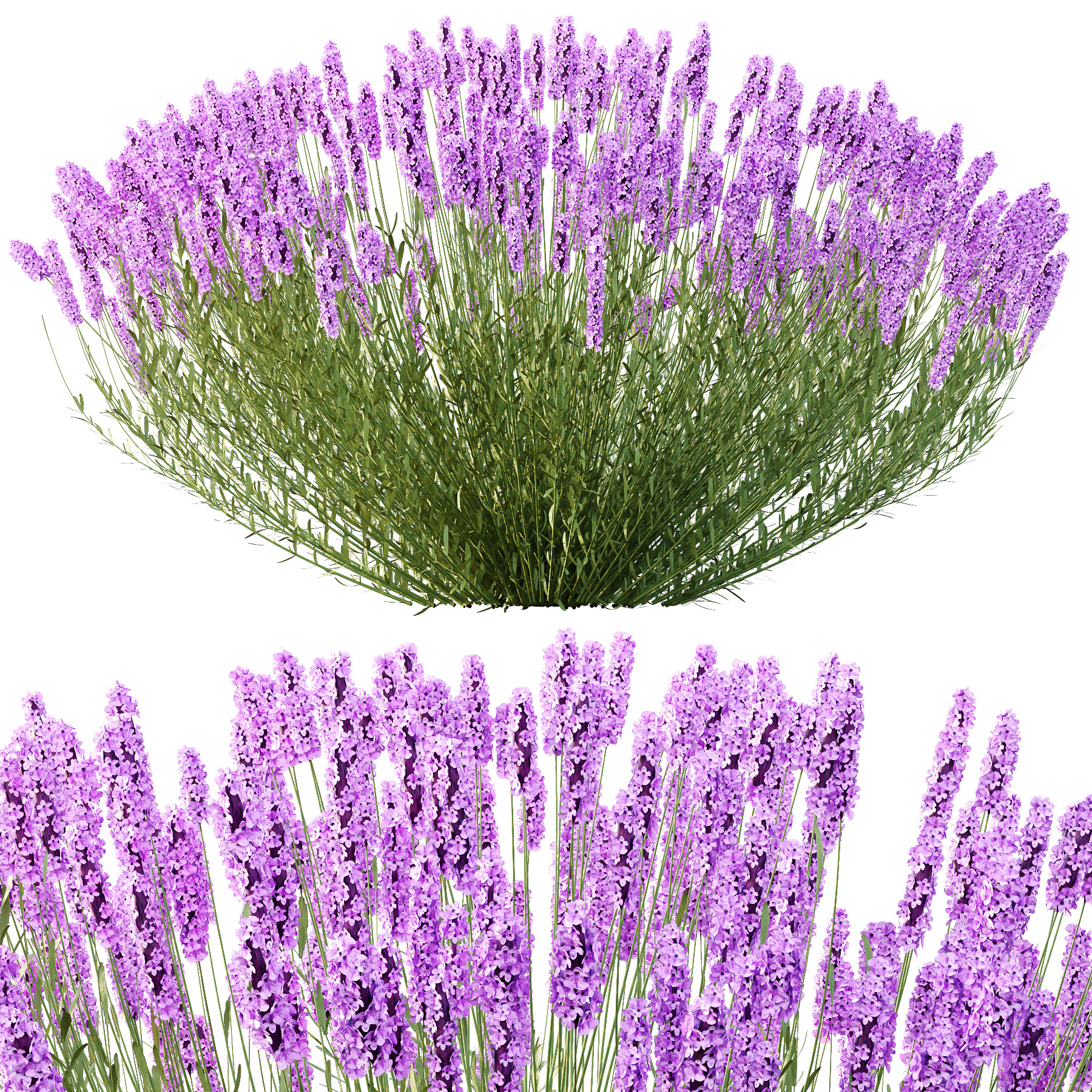 plant bush Flower Lavandula pedunculata 03 3D model_2