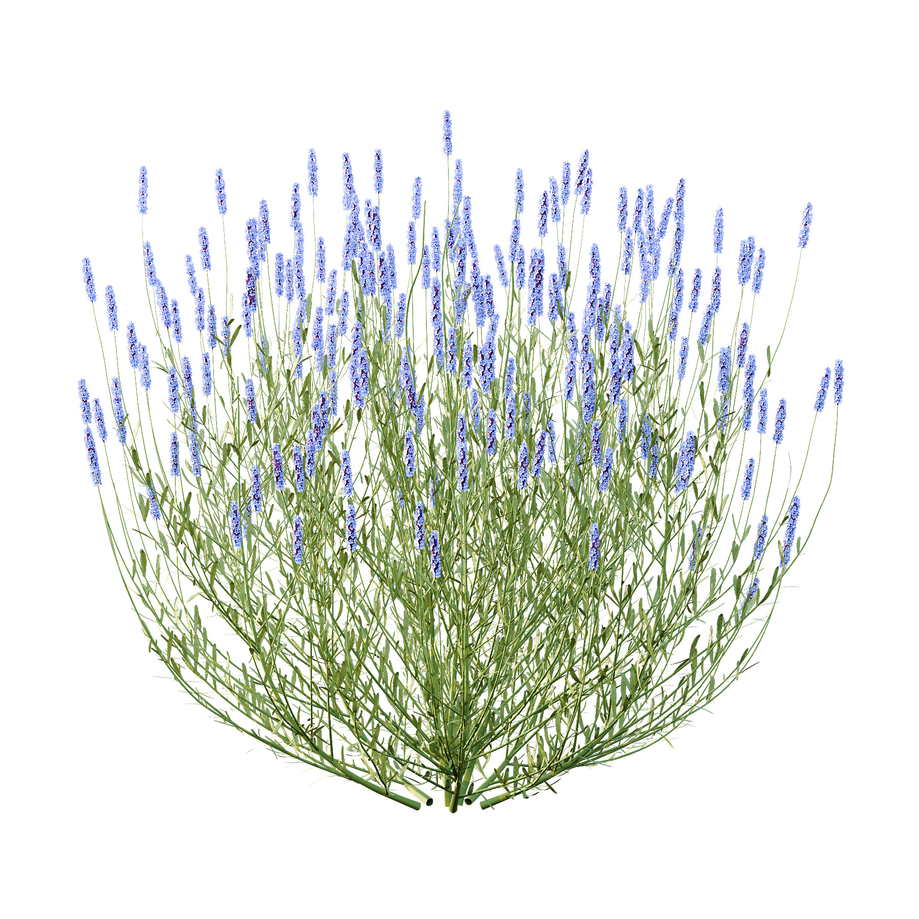 plant bush Flower Lavandula pedunculata 04 3D model_3