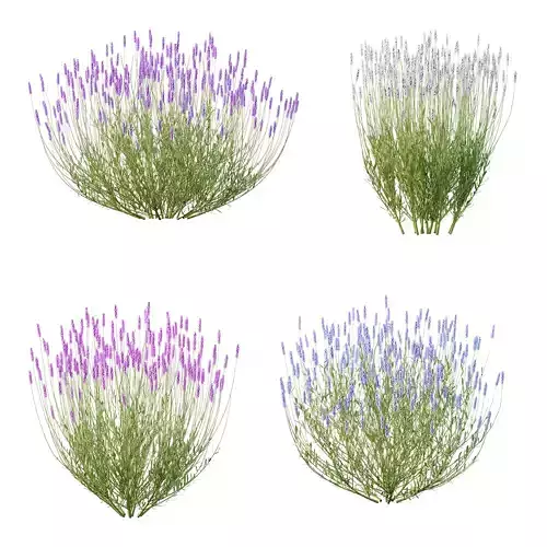 plant bush Flower Lavandula pedunculata 04 3D model