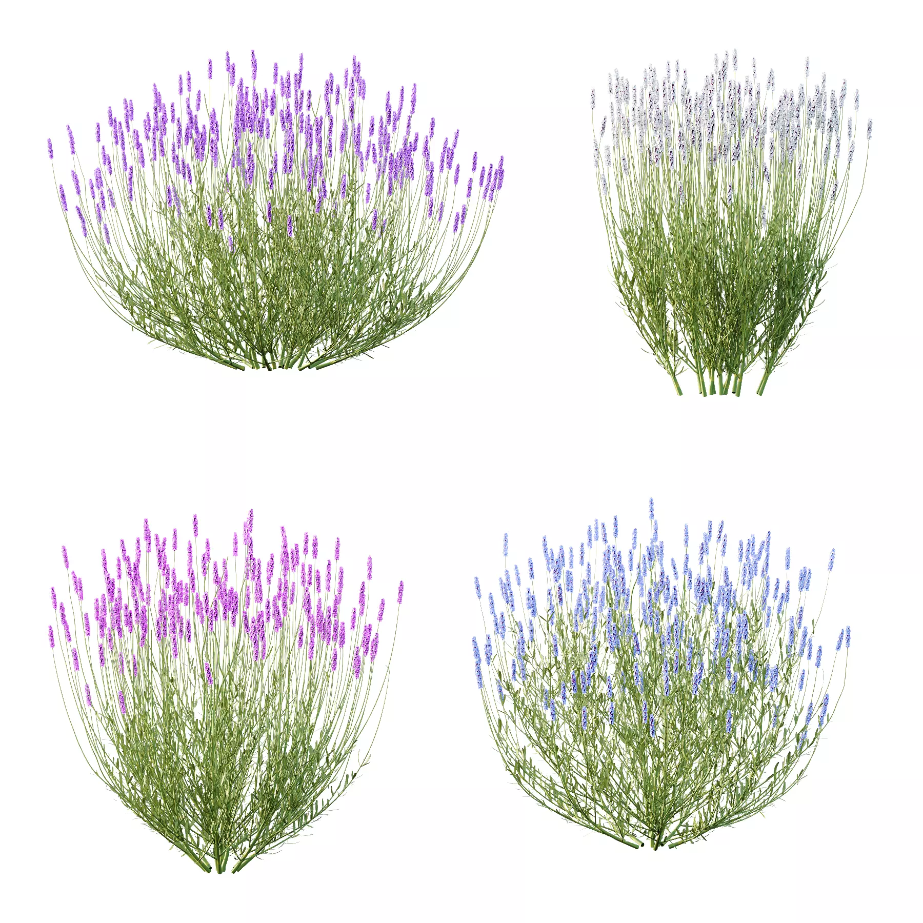 plant bush Flower Lavandula pedunculata 04 3D model_0