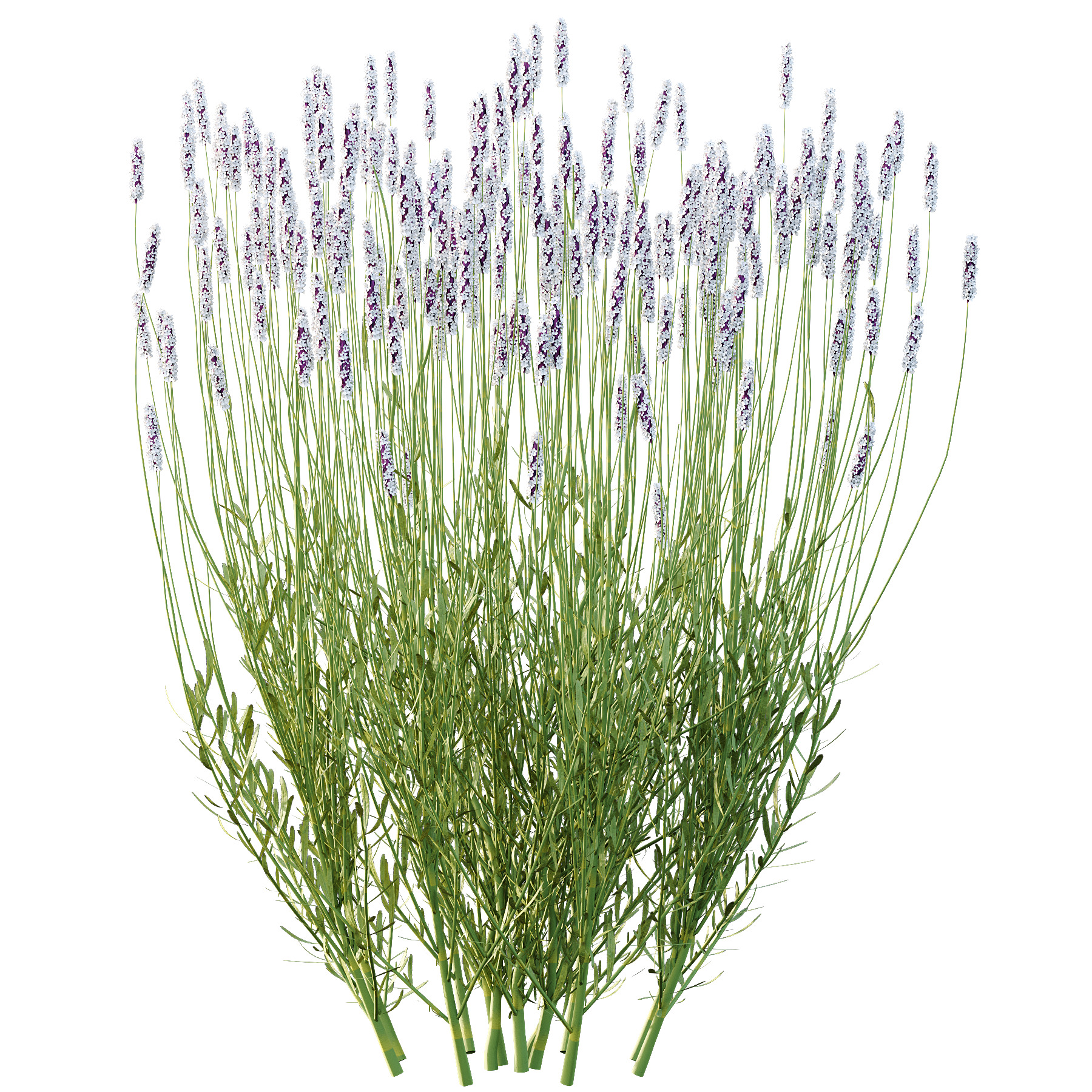 plant bush Flower Lavandula pedunculata 04 3D model_4