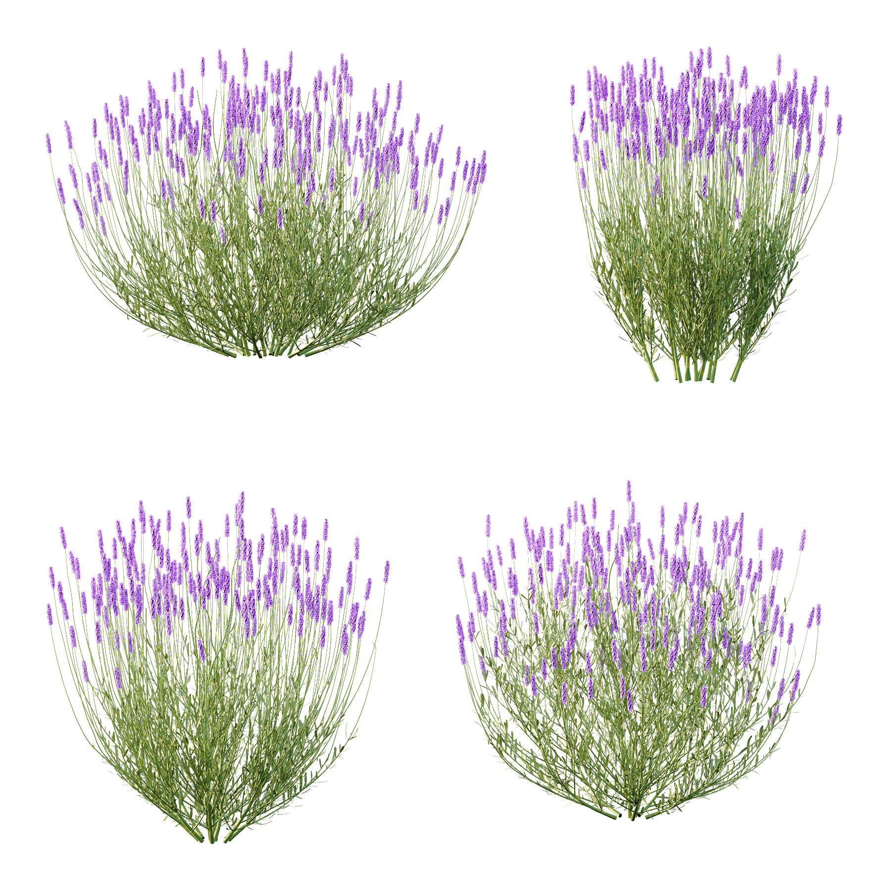 plant bush Flower Lavandula pedunculata 04 3D model_5
