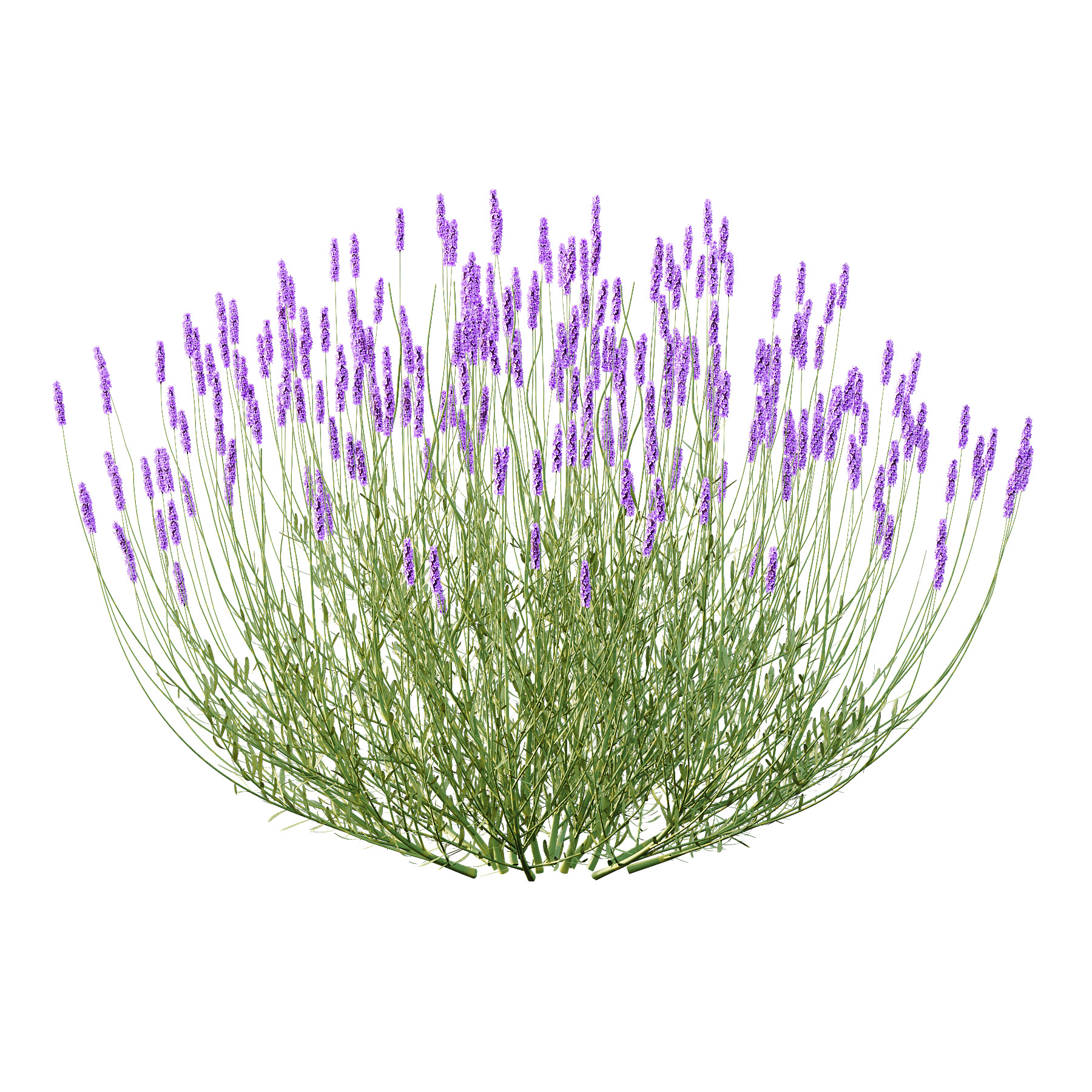 plant bush Flower Lavandula pedunculata 04 3D model_1
