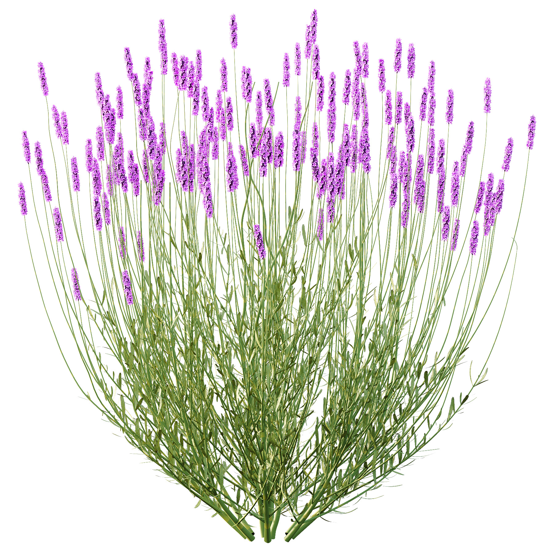 plant bush Flower Lavandula pedunculata 04 3D model_2