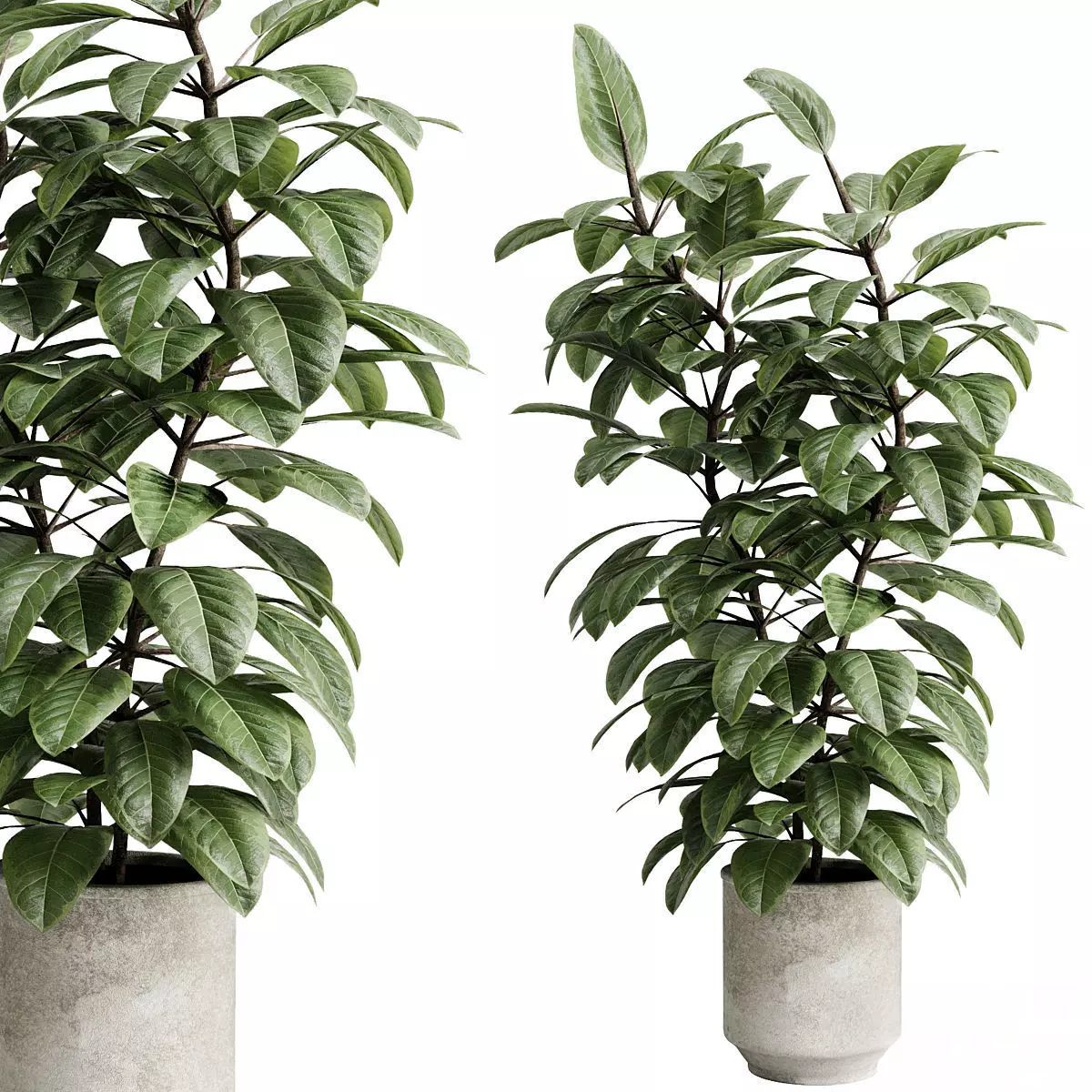Ficus elastica palnt in a concrete pot - set indoor plant 616 3D model