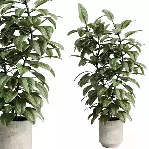 Ficus elastica palnt in a concrete pot - set indoor plant 616
