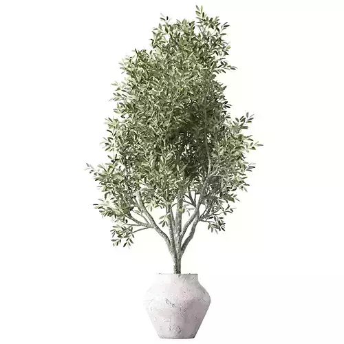 Olive Tree Plant Indoor Set