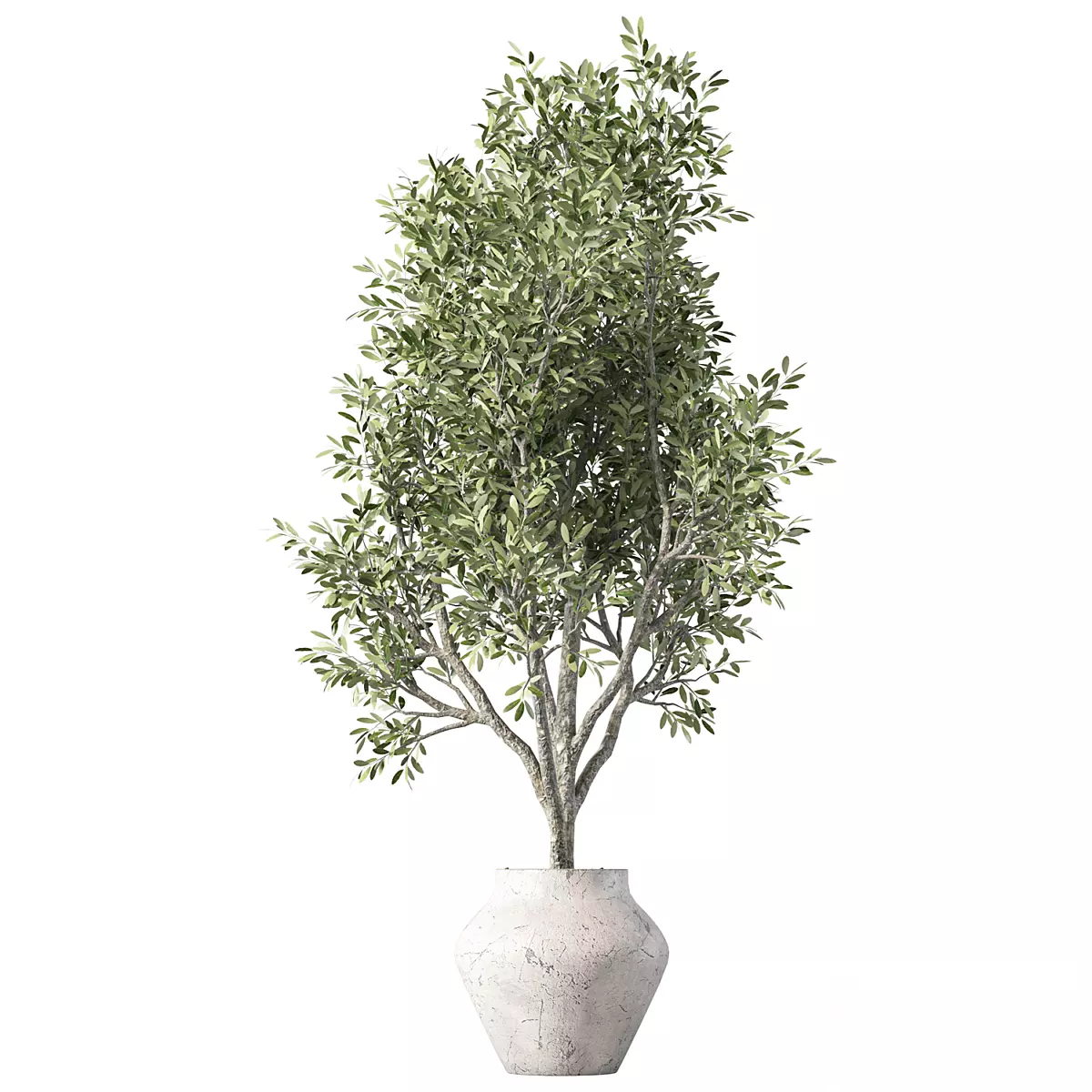 Olive Tree Plant Indoor Set 3D model
