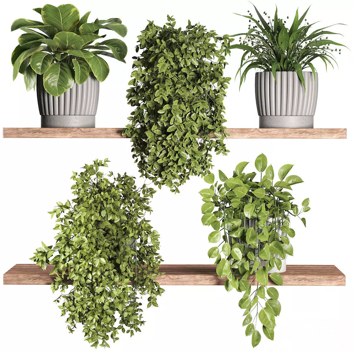 Indoor Plant Set 121 3D model