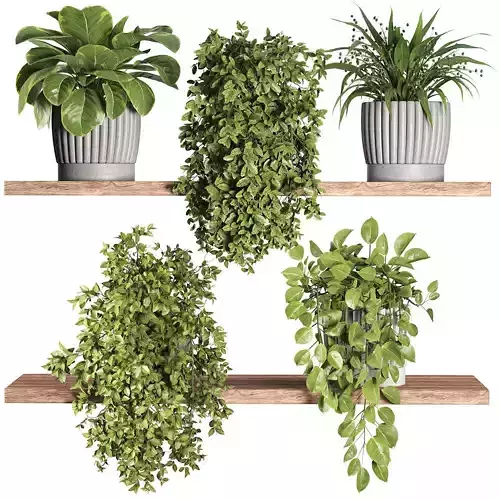 Indoor Plant Set 121