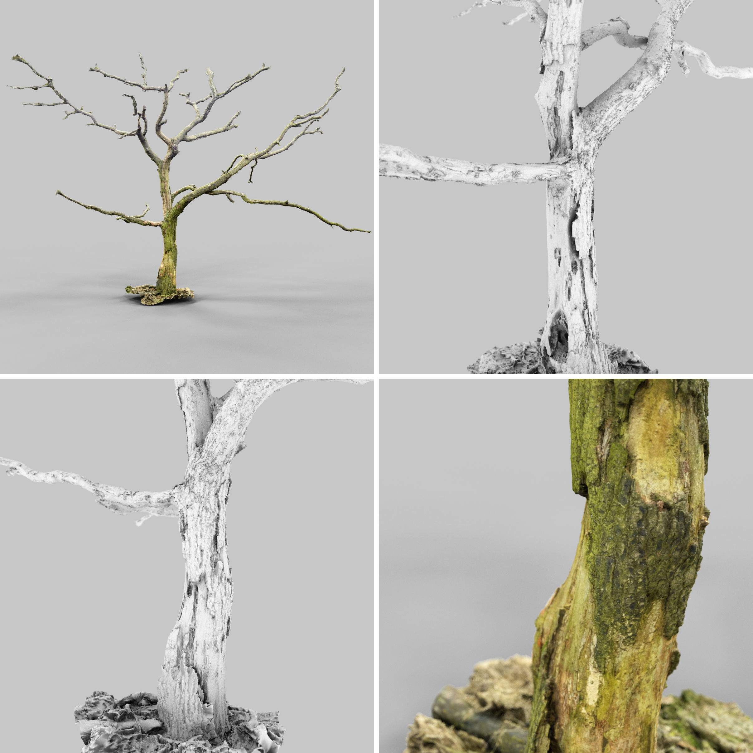 3D model 16 Realistic Forest Trees VR / AR / low-poly | CGTrader