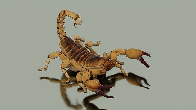 Desert Scorpion Low-poly 3D model