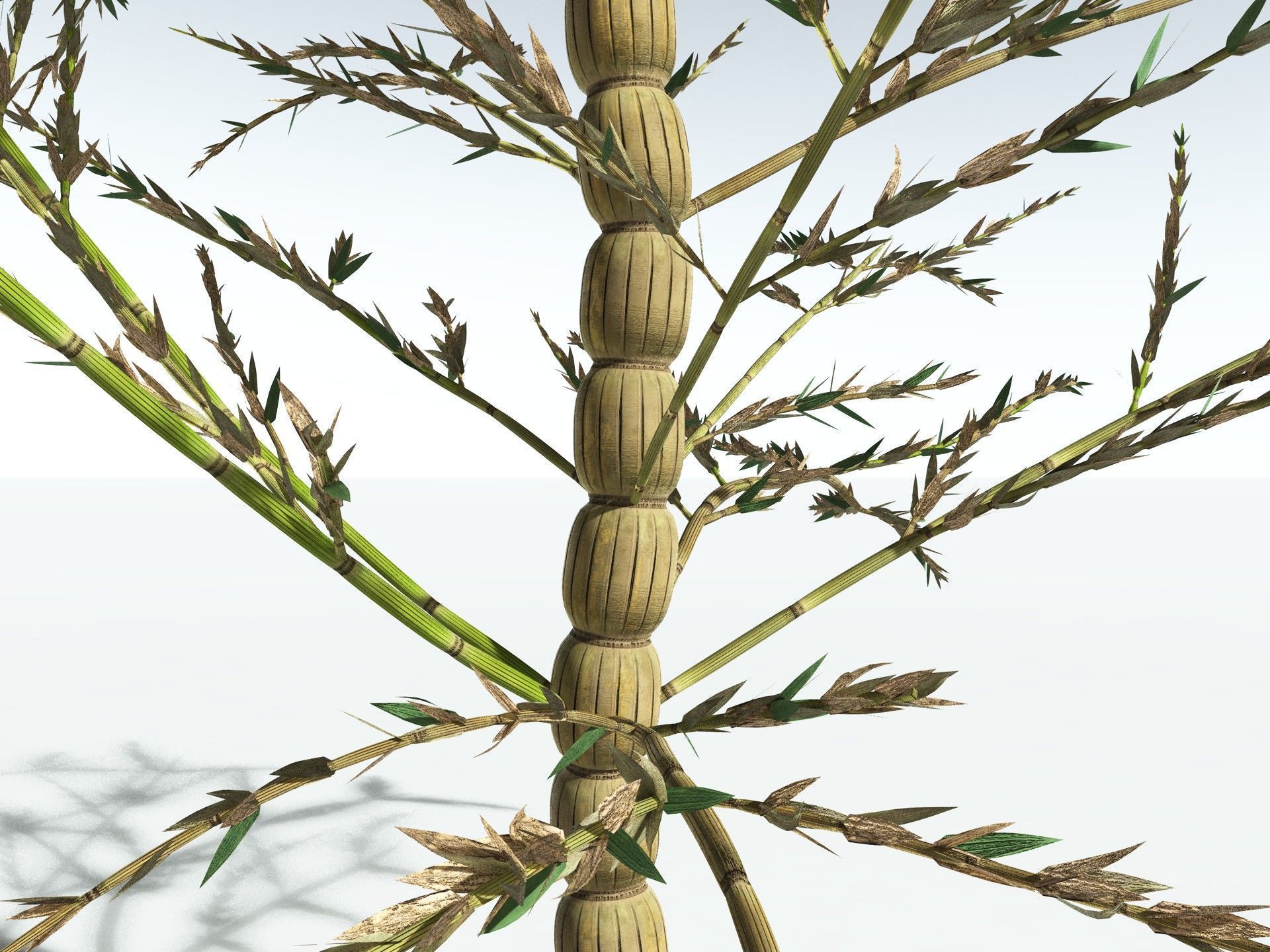 EVERYPlant Calamites Carinatus 3D model_17