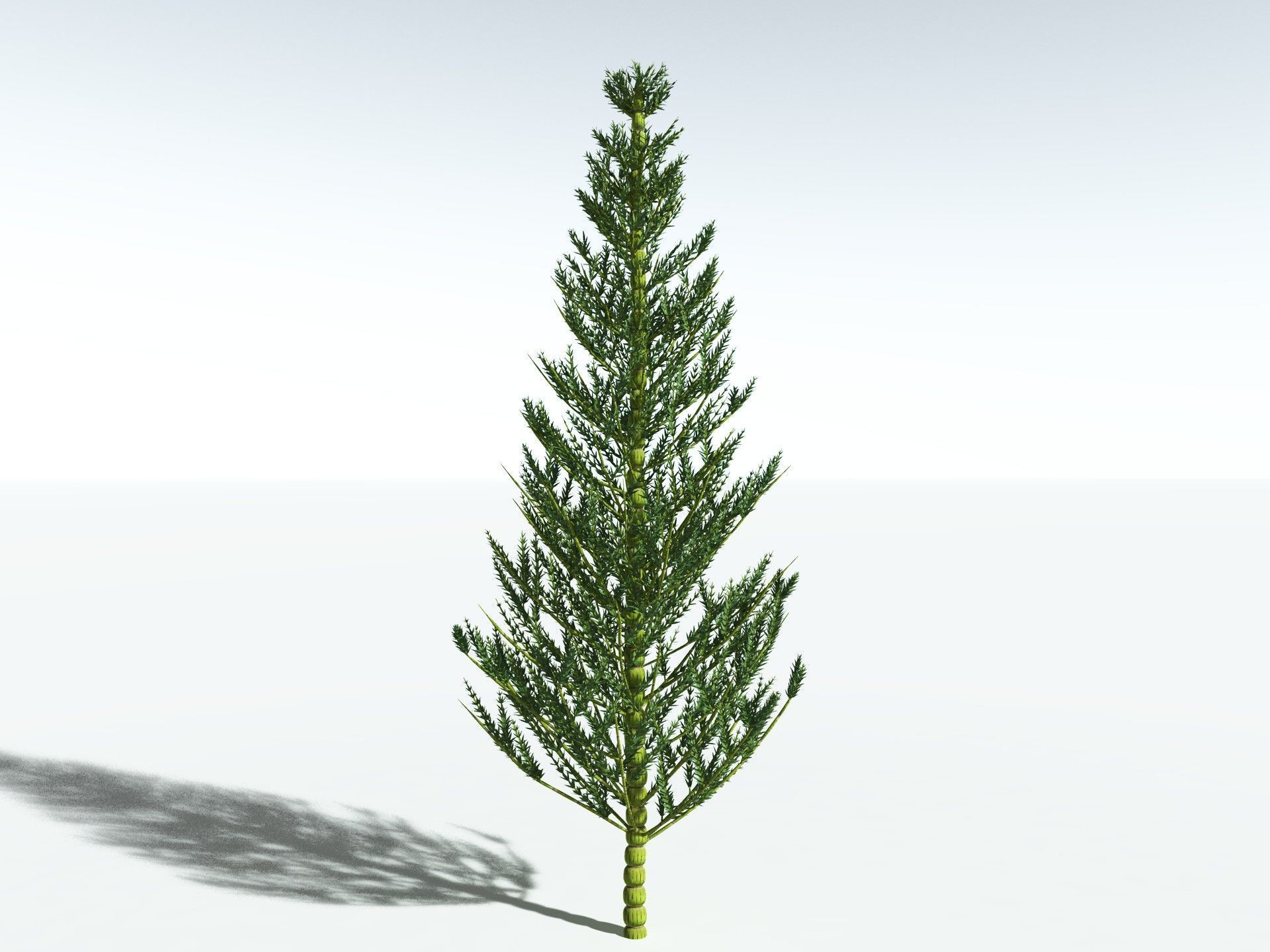 EVERYPlant Calamites Carinatus 3D model_20