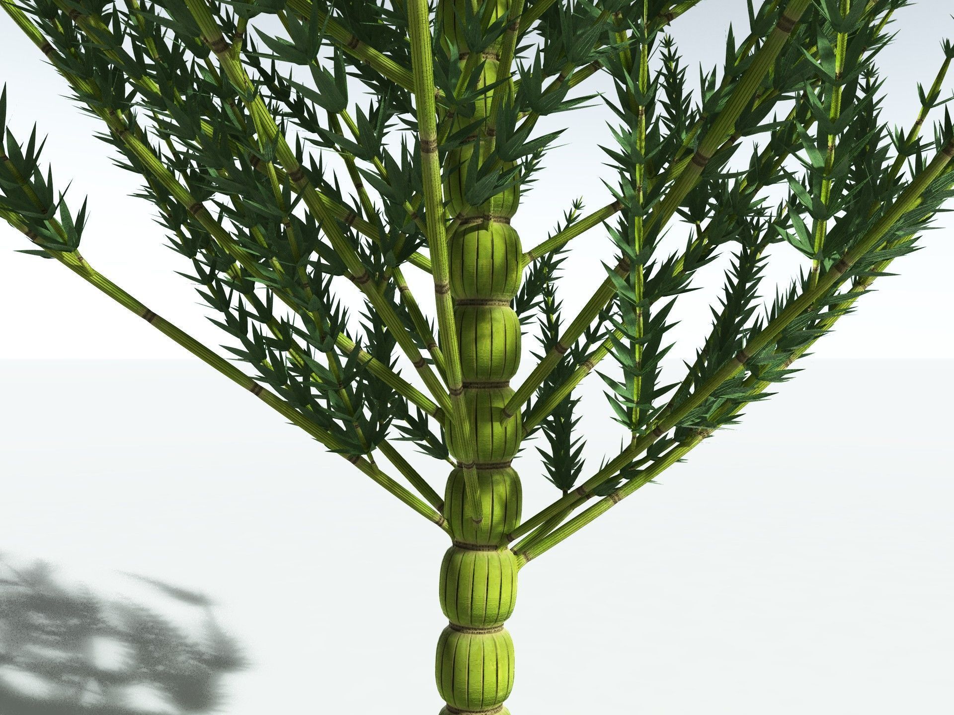 EVERYPlant Calamites Carinatus 3D model_11