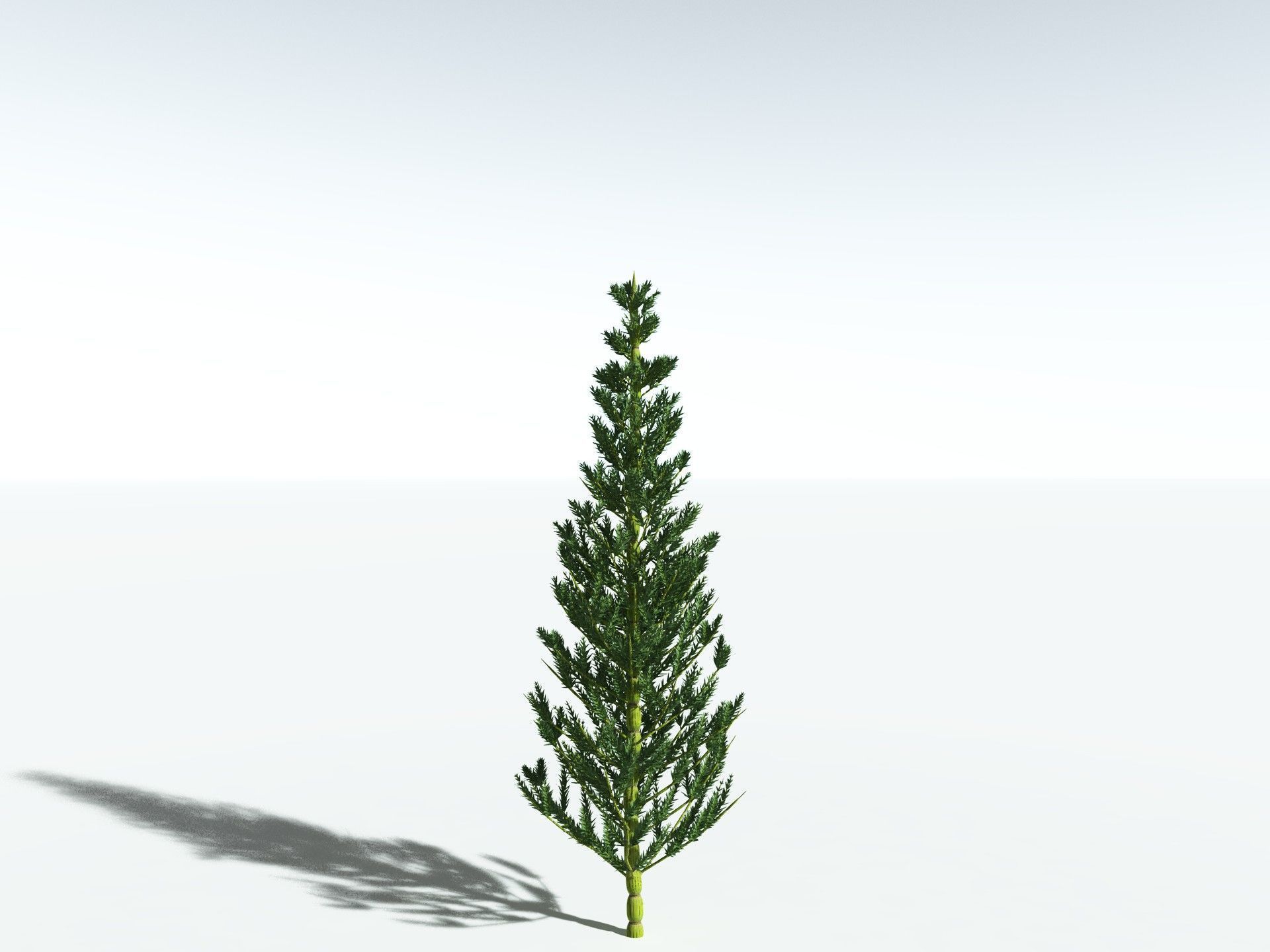 EVERYPlant Calamites Carinatus 3D model_22