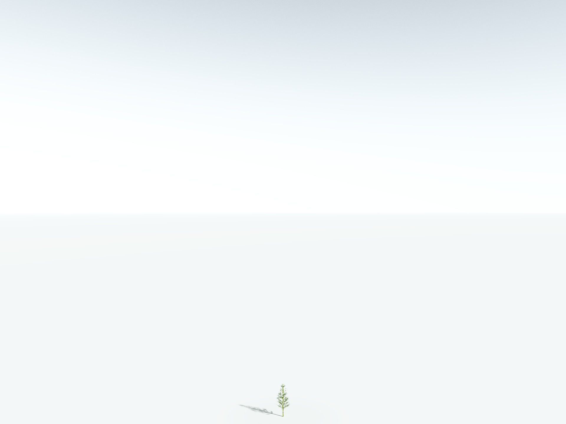 EVERYPlant Calamites Carinatus 3D model_26