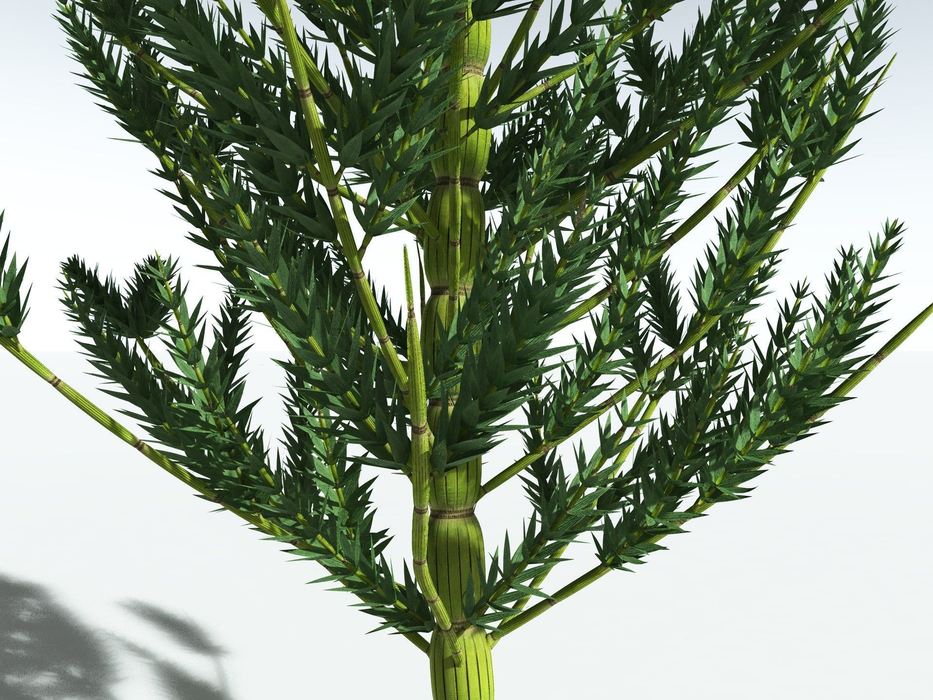 EVERYPlant Calamites Carinatus 3D model_23