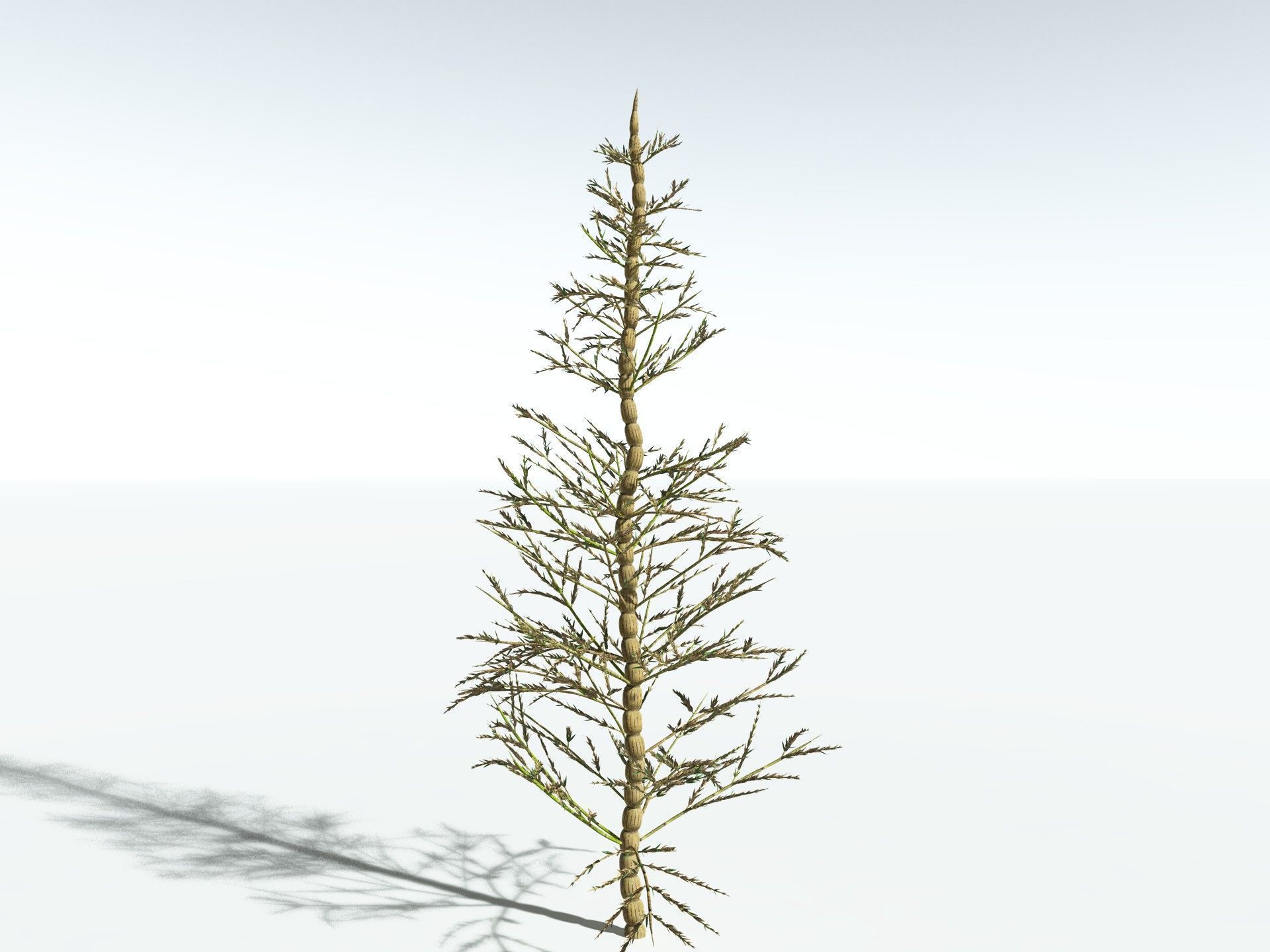 EVERYPlant Calamites Carinatus 3D model_16