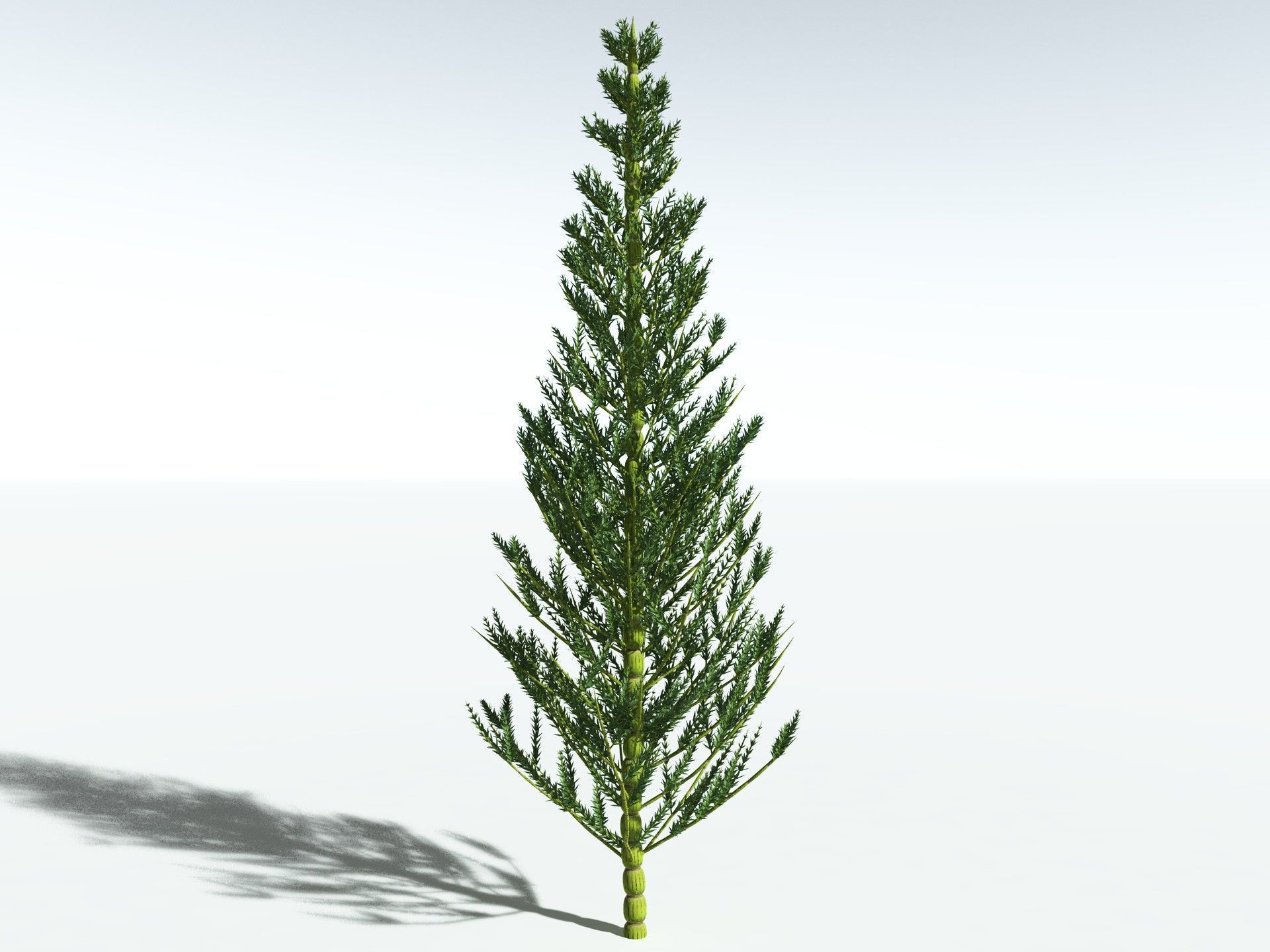 EVERYPlant Calamites Carinatus 3D model_2