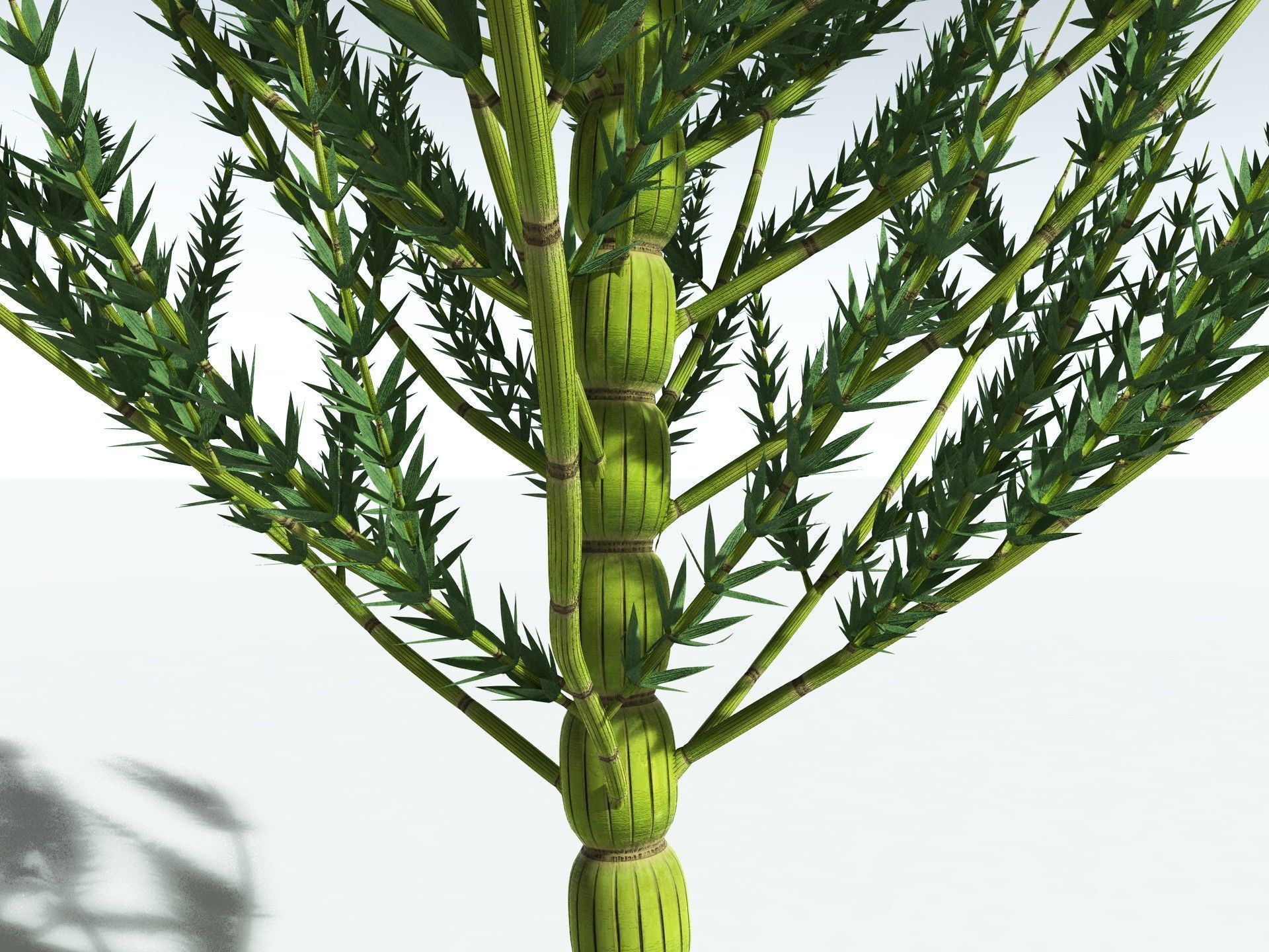 EVERYPlant Calamites Carinatus 3D model_3