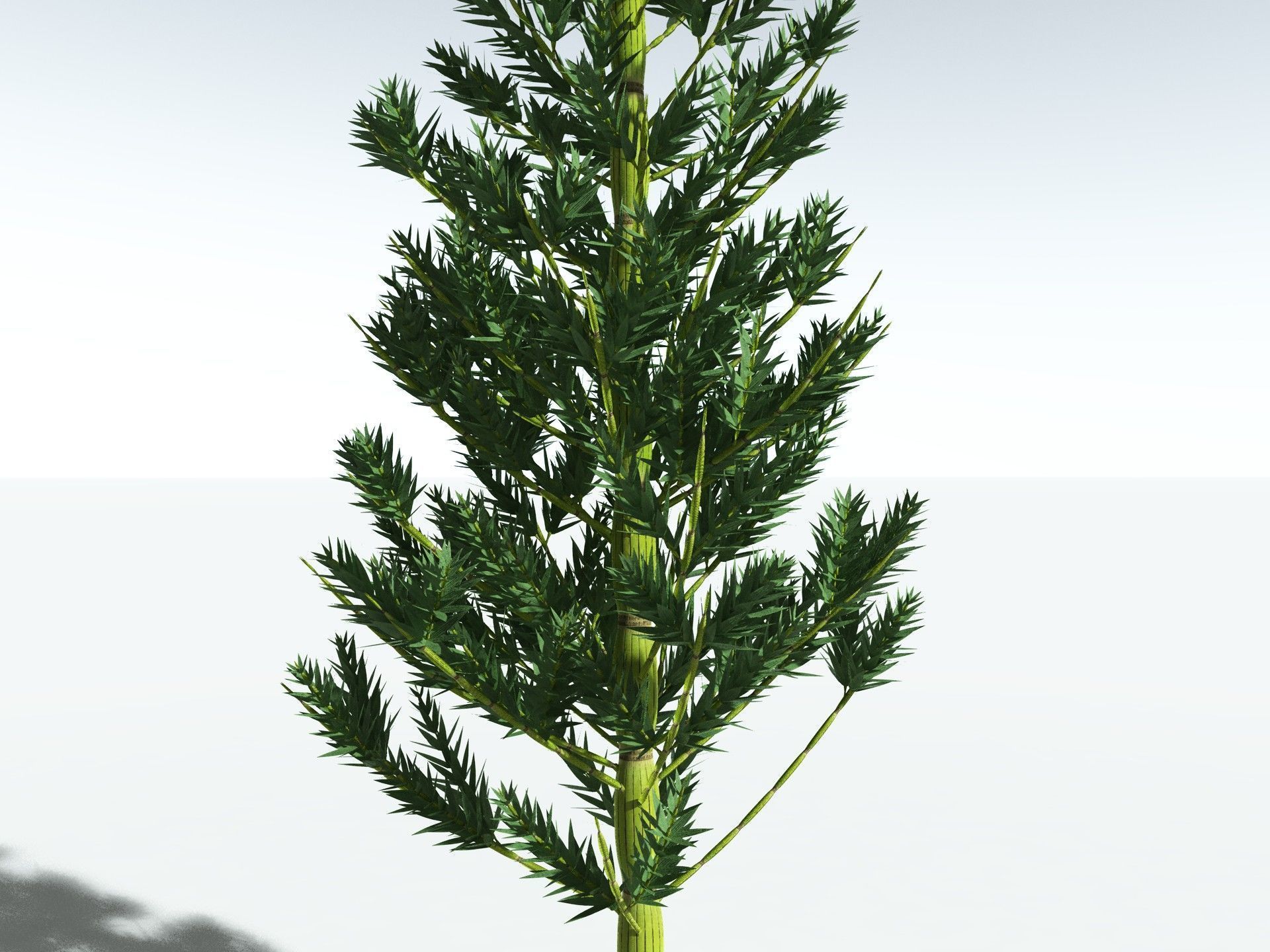 EVERYPlant Calamites Carinatus 3D model_25