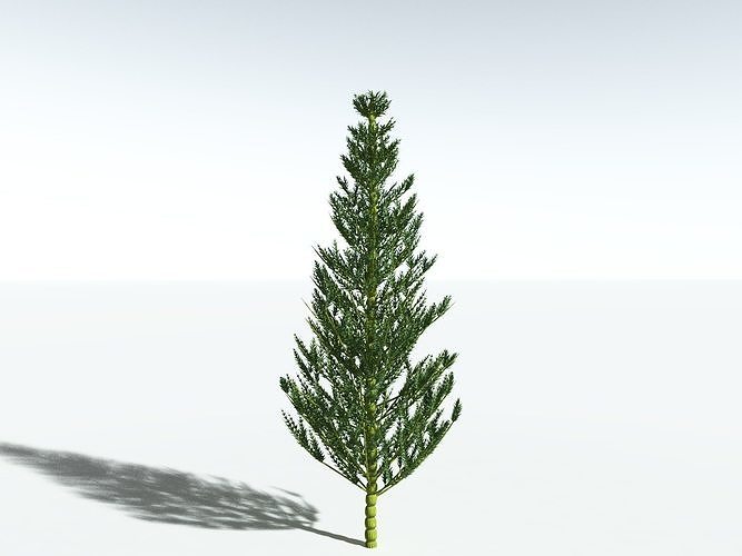 EVERYPlant Calamites Carinatus -16 Models- 3D model