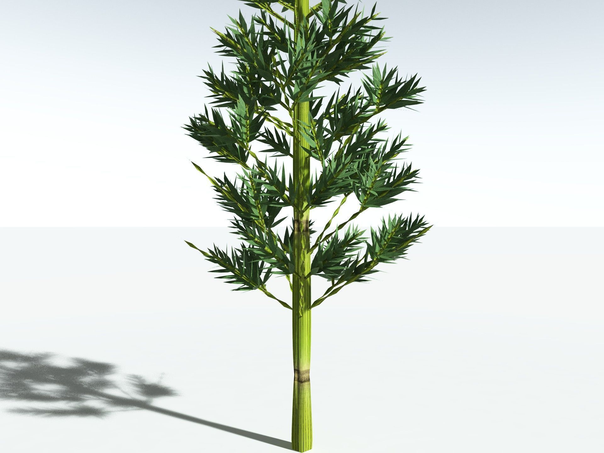 EVERYPlant Calamites Carinatus 3D model_27