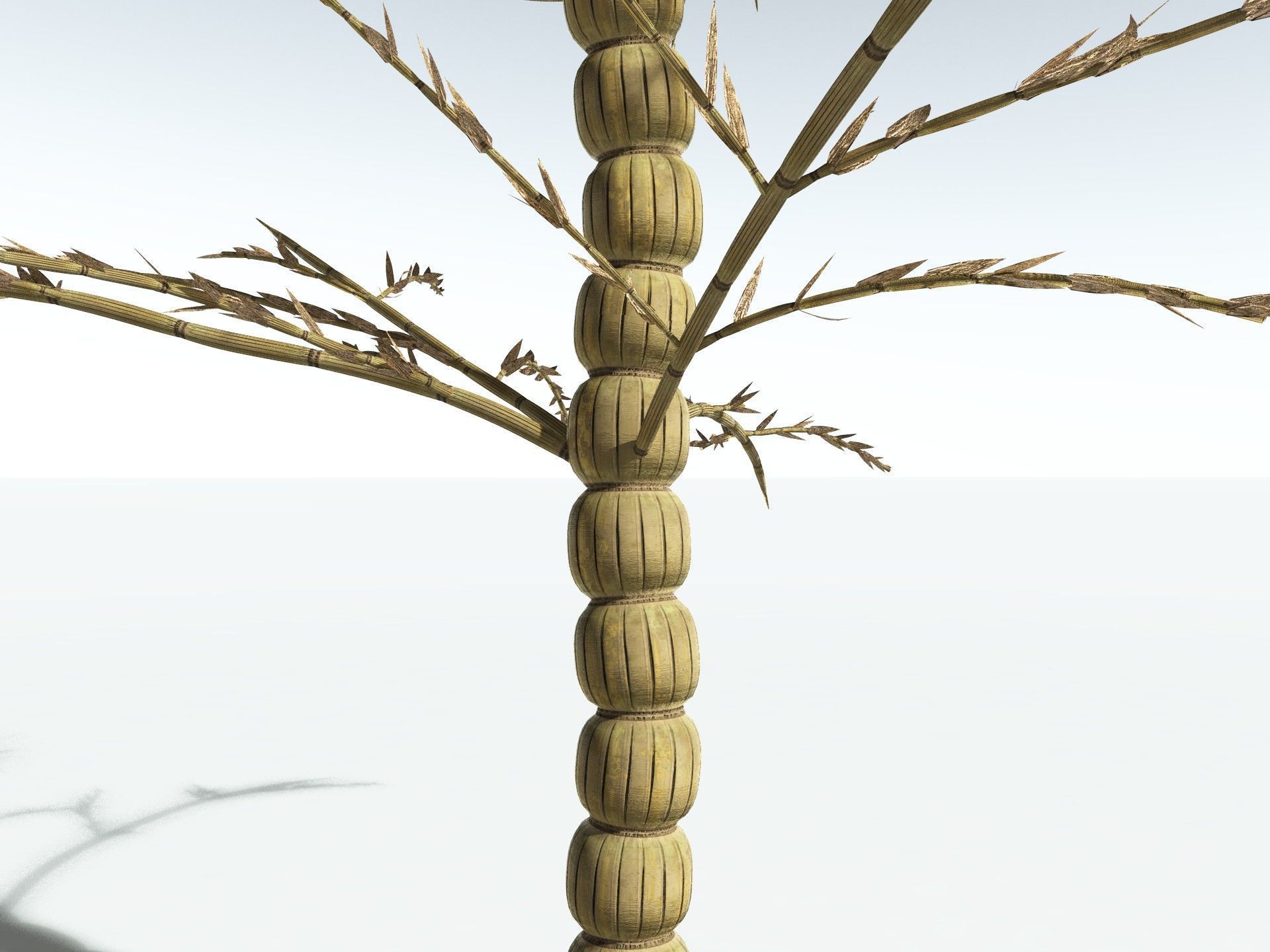 EVERYPlant Calamites Carinatus 3D model_19