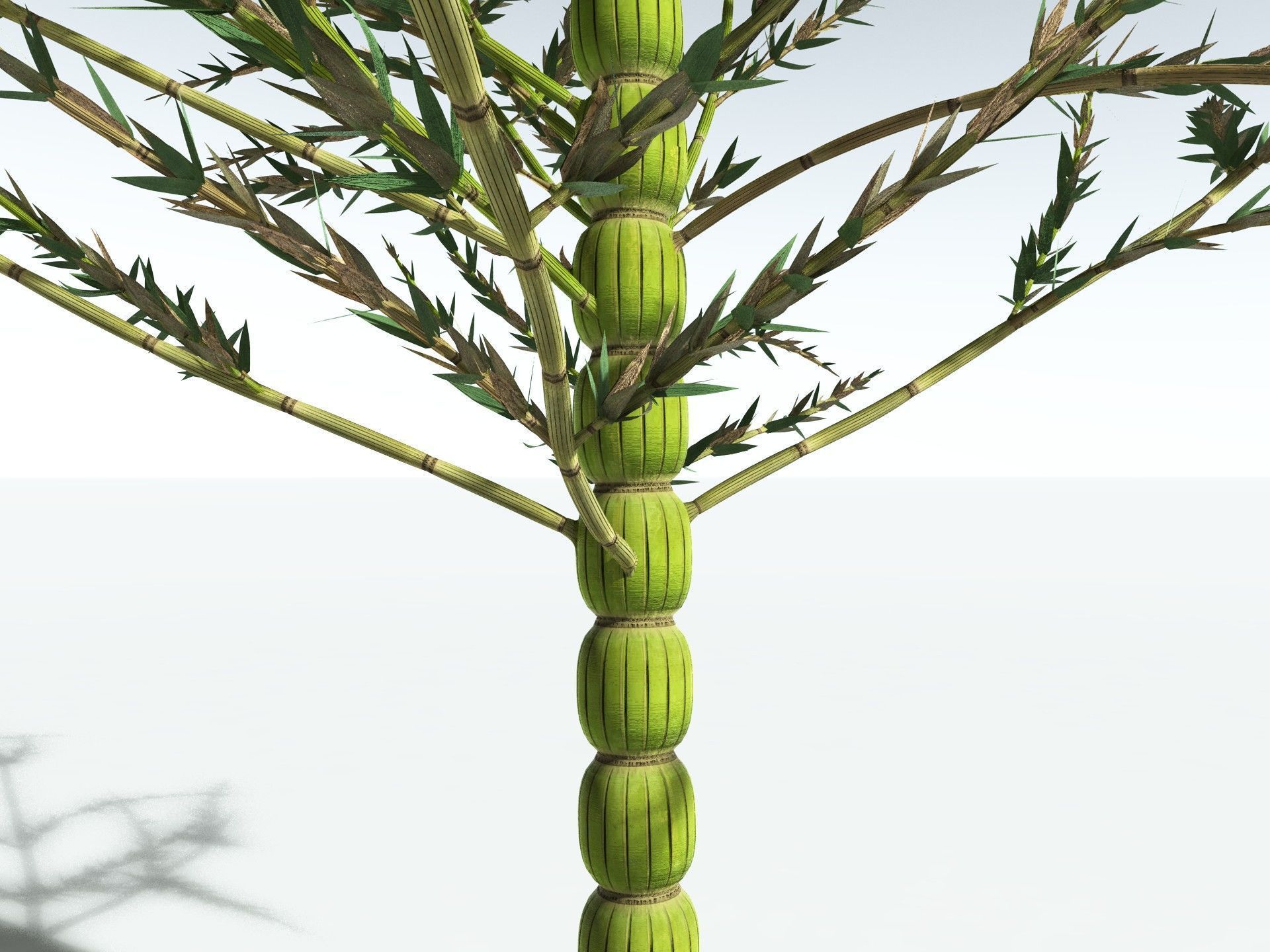 EVERYPlant Calamites Carinatus 3D model_15