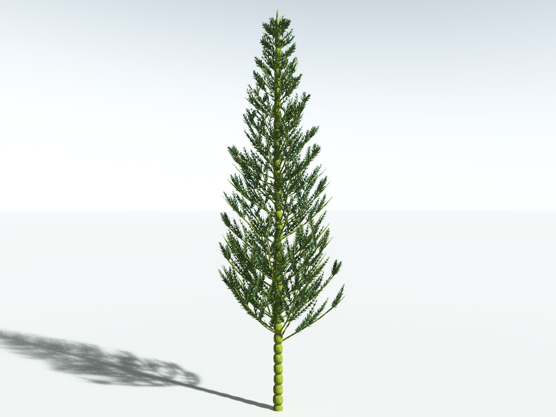 EVERYPlant Calamites Carinatus 3D model_8