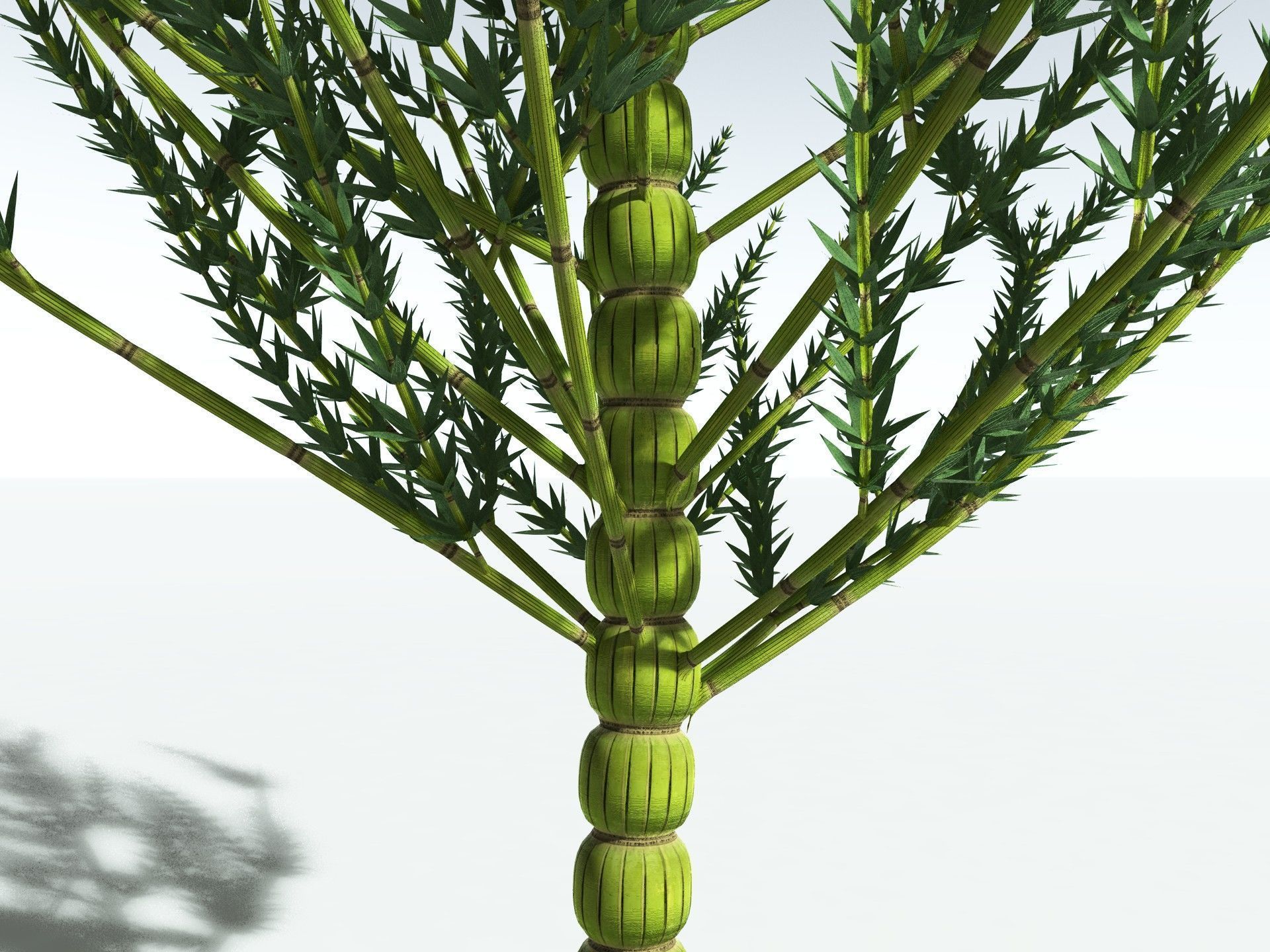 EVERYPlant Calamites Carinatus 3D model_21