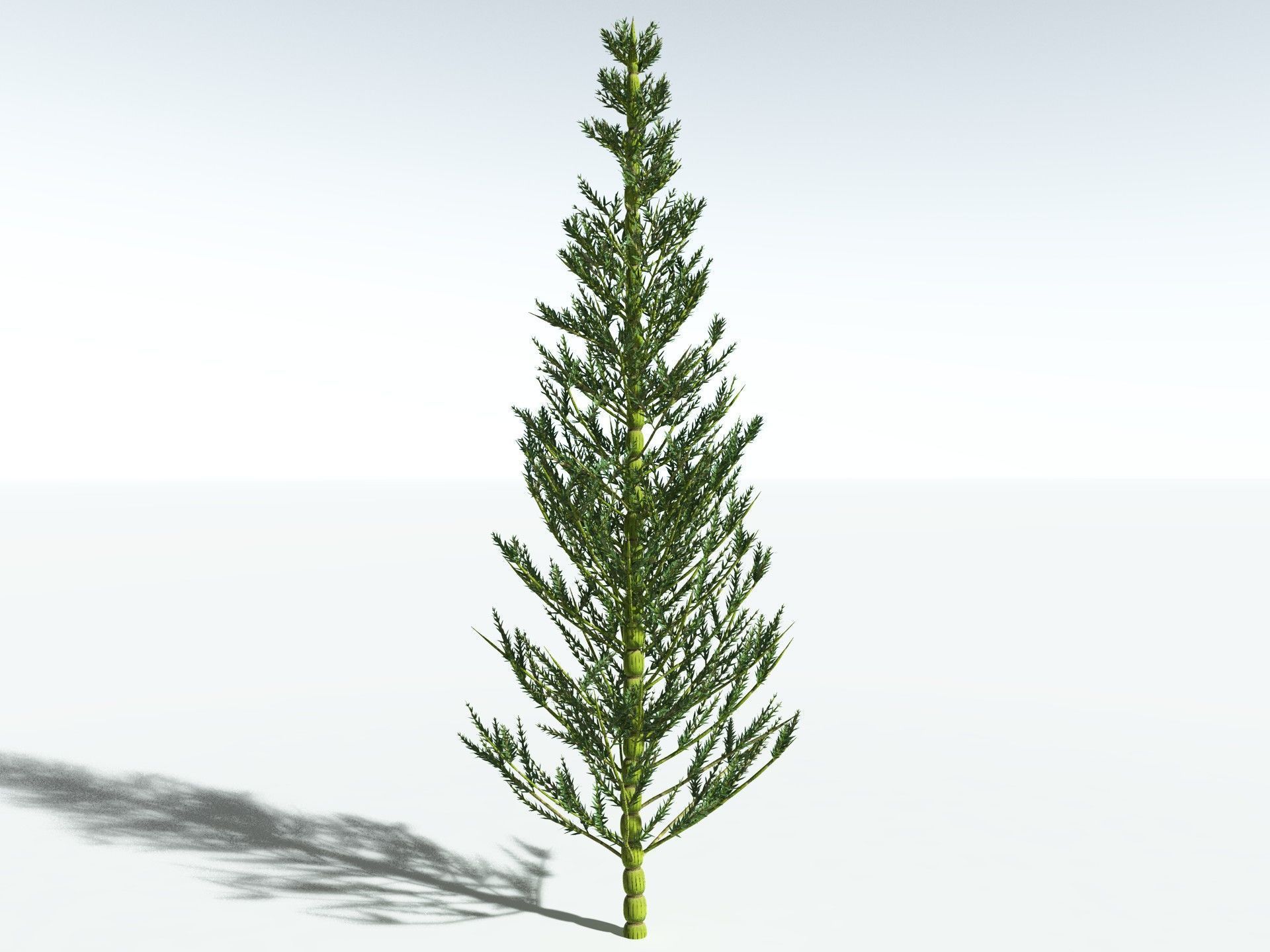 EVERYPlant Calamites Carinatus 3D model_12