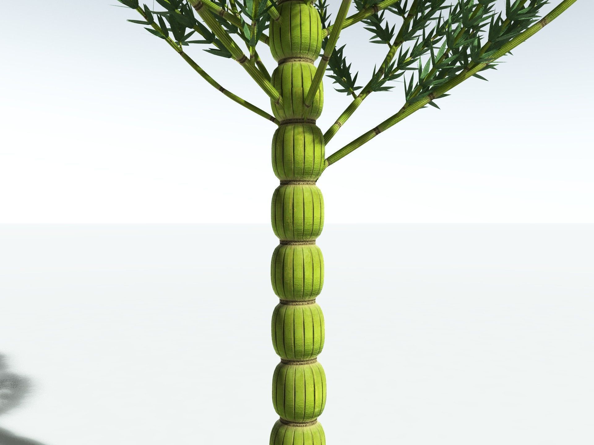 EVERYPlant Calamites Carinatus 3D model_9