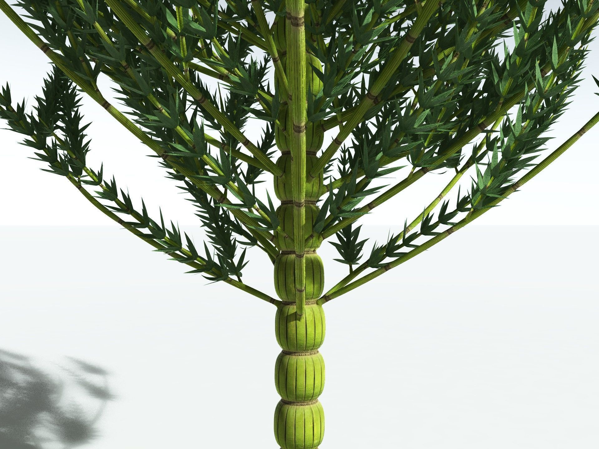 EVERYPlant Calamites Carinatus 3D model_7