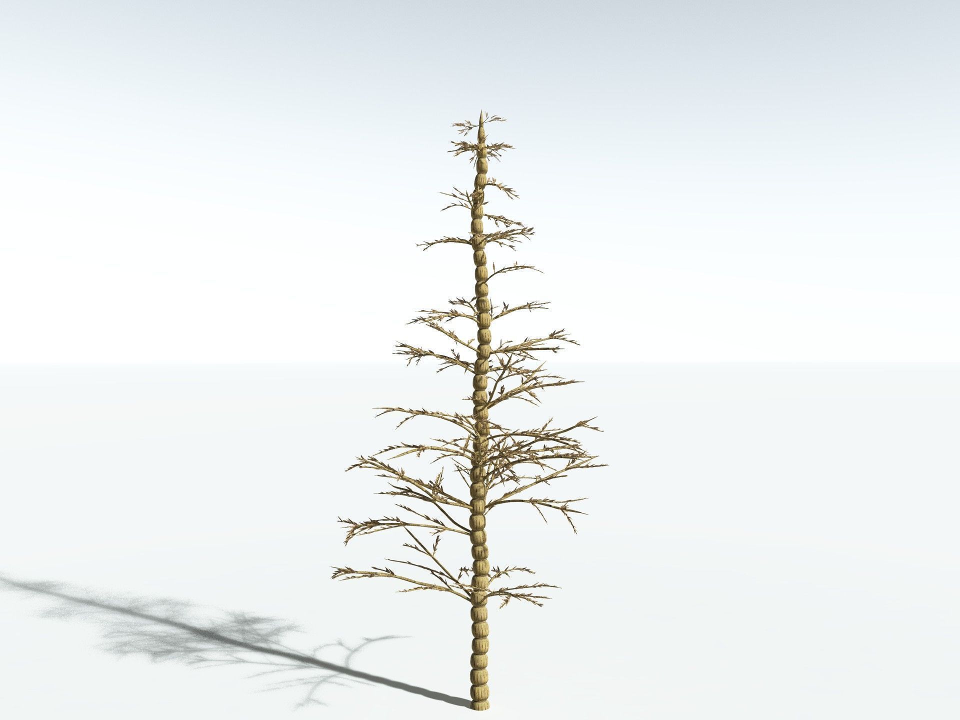 EVERYPlant Calamites Carinatus 3D model_18
