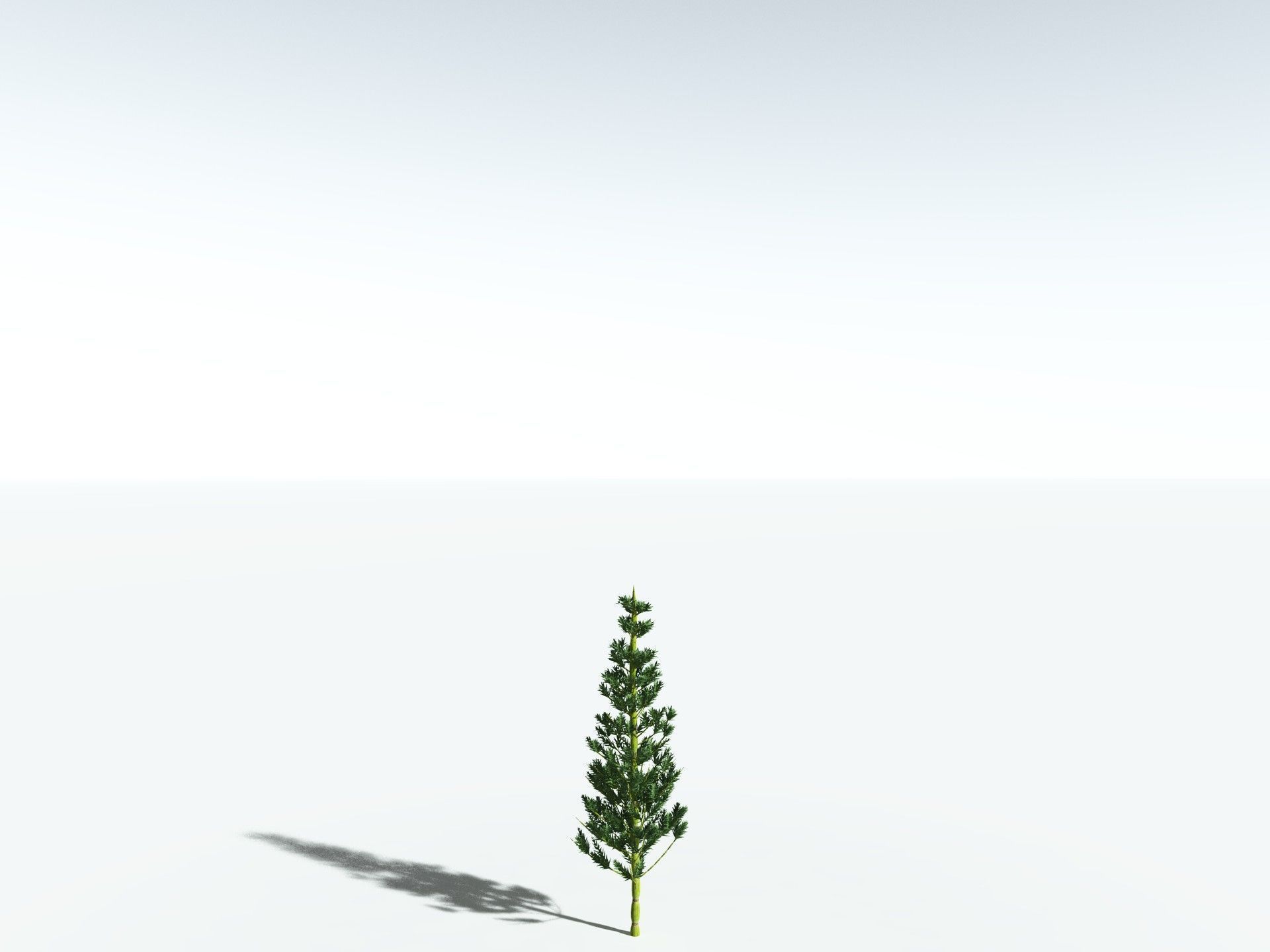 EVERYPlant Calamites Carinatus 3D model_24