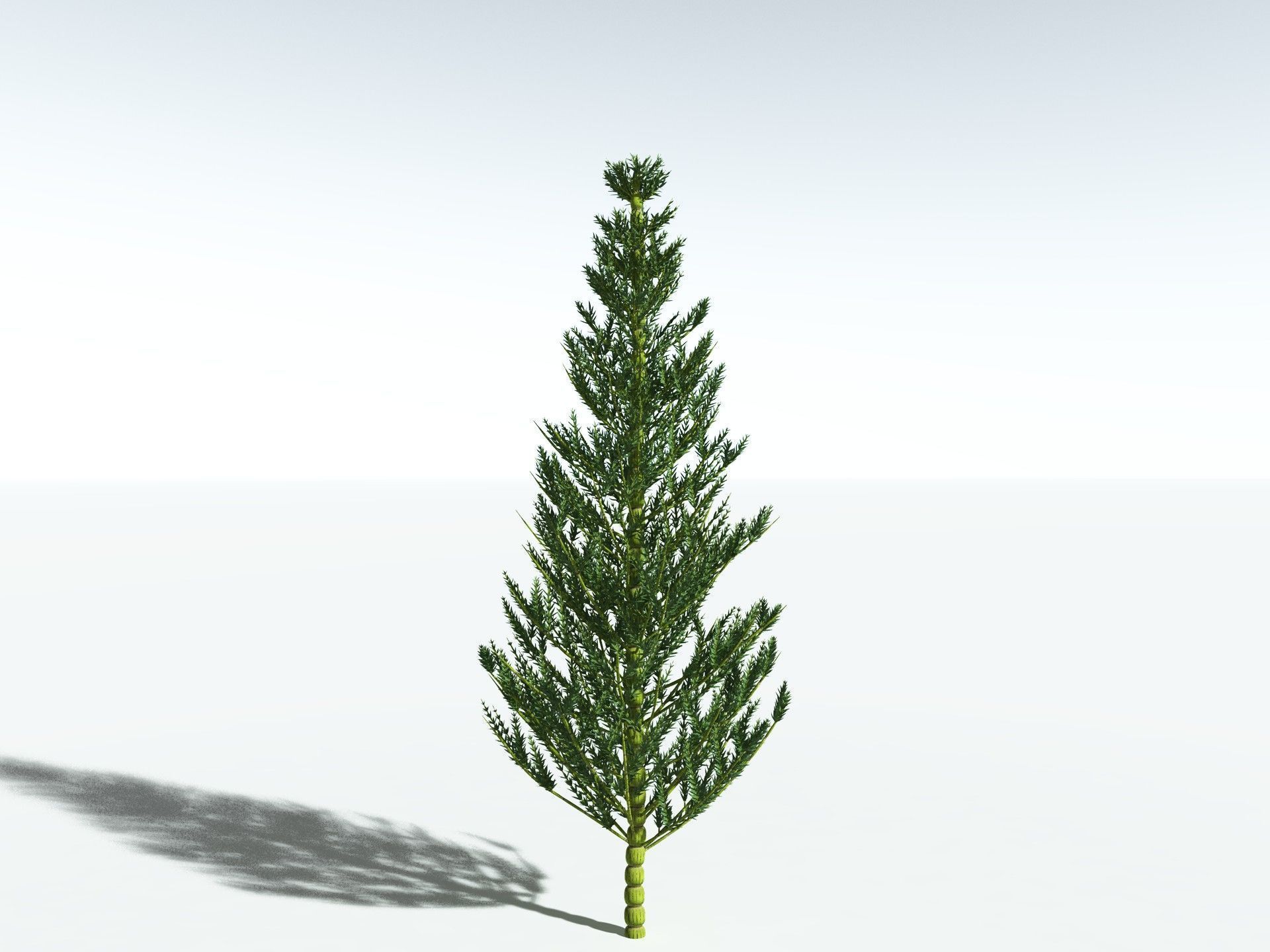 EVERYPlant Calamites Carinatus 3D model_10