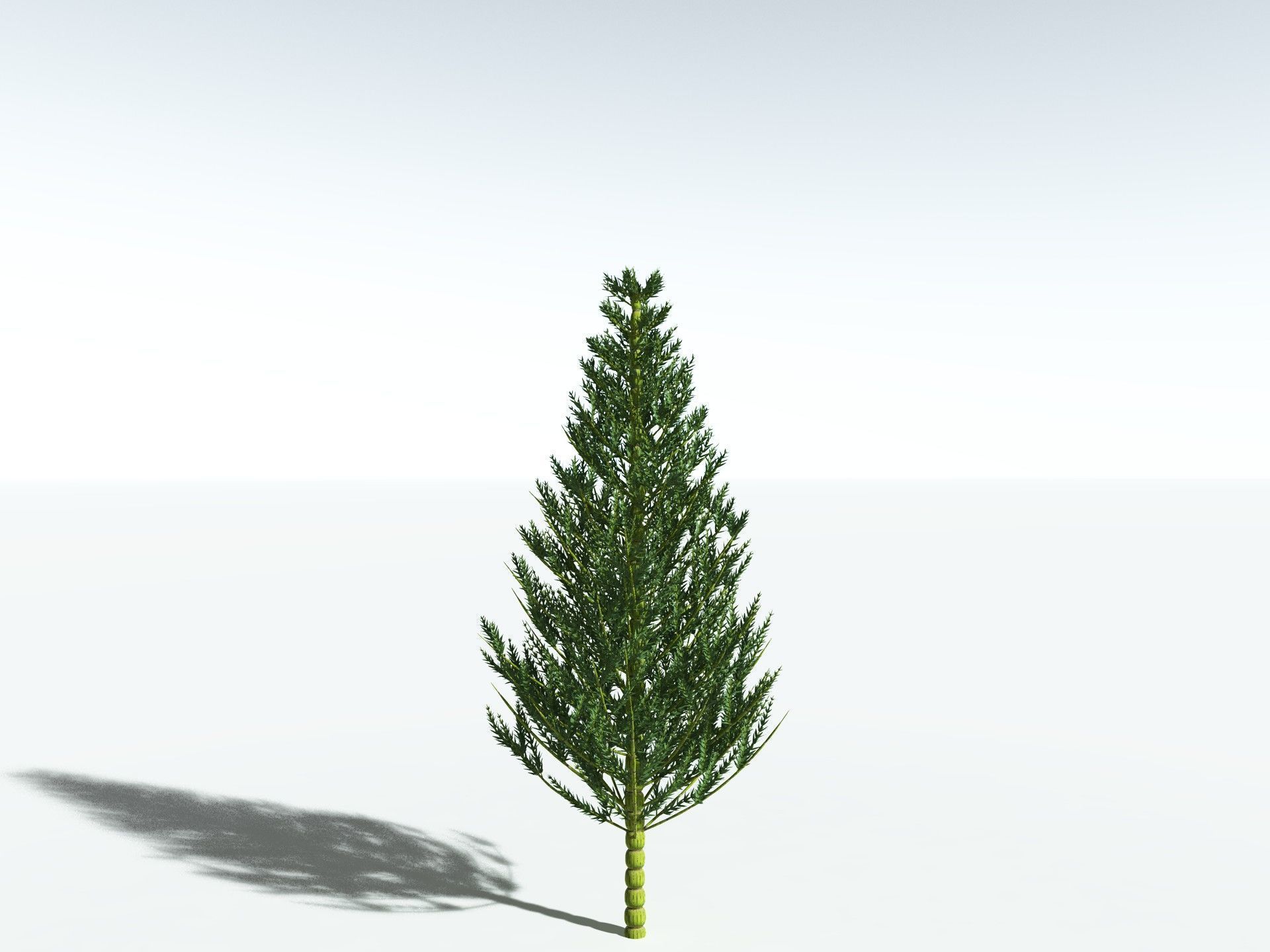 EVERYPlant Calamites Carinatus 3D model_6