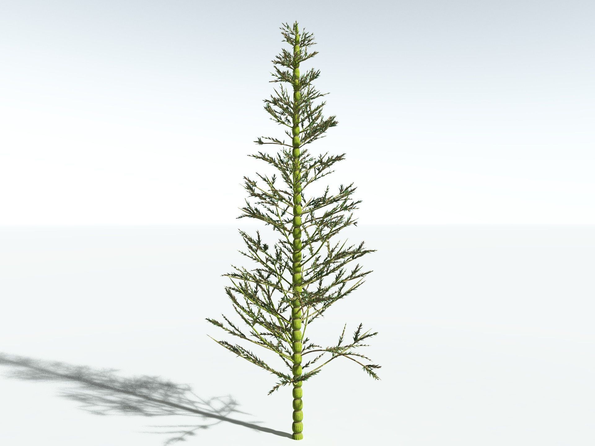 EVERYPlant Calamites Carinatus 3D model_14