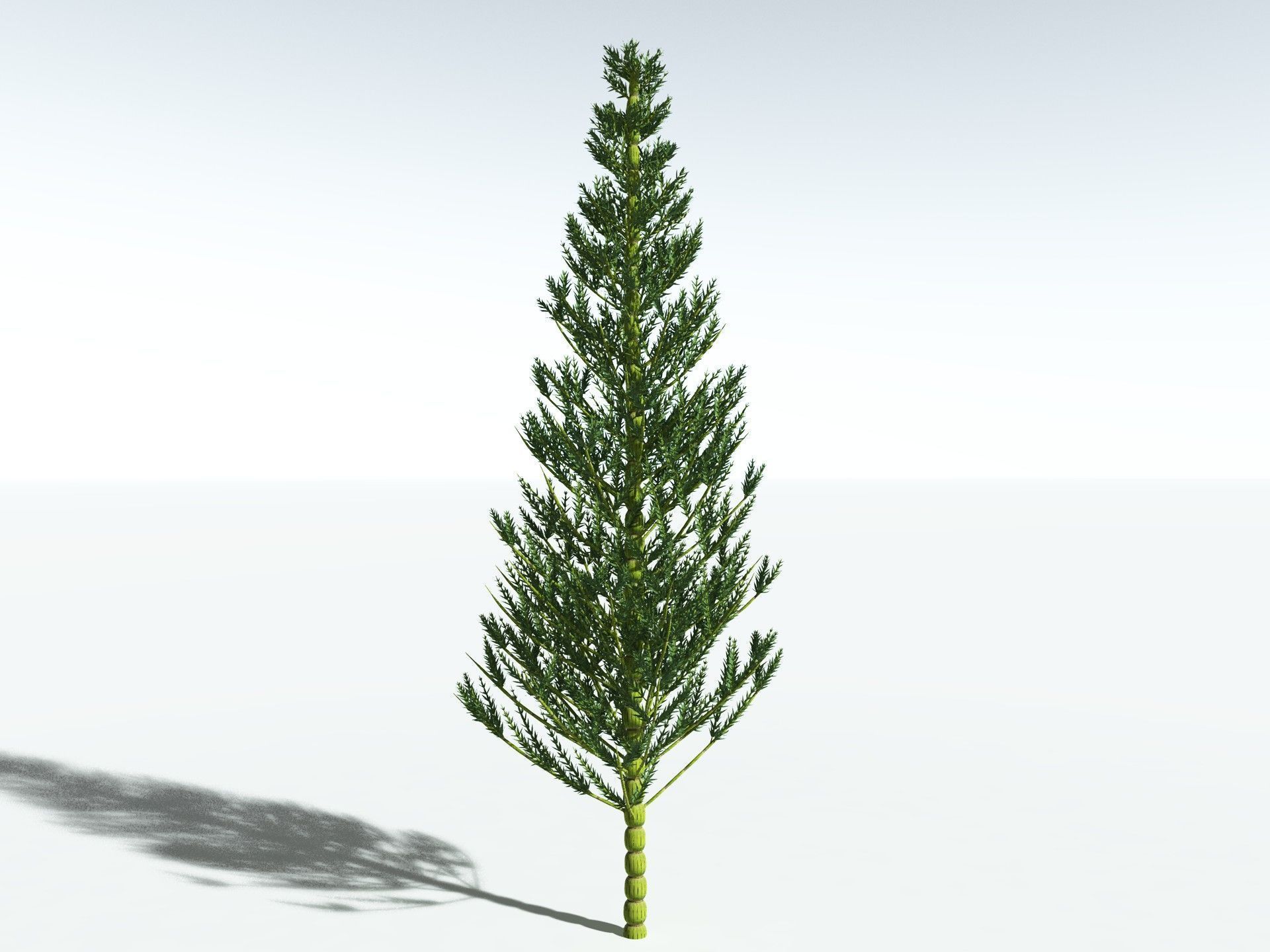 EVERYPlant Calamites Carinatus 3D model_4